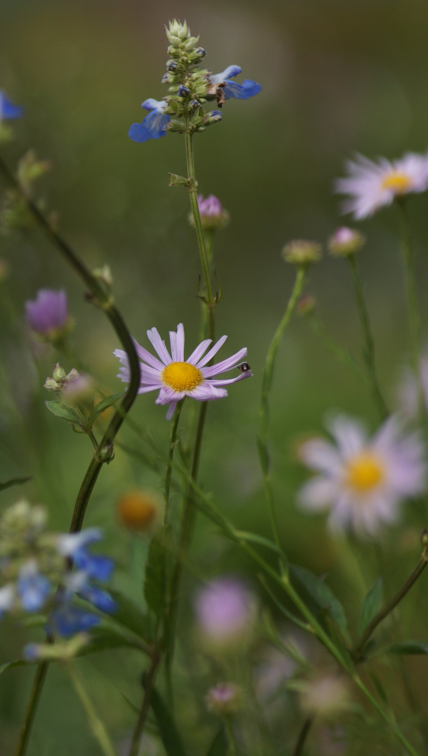 Boltonia asteroides 'Pink Beauty' - Sternwolkenaster