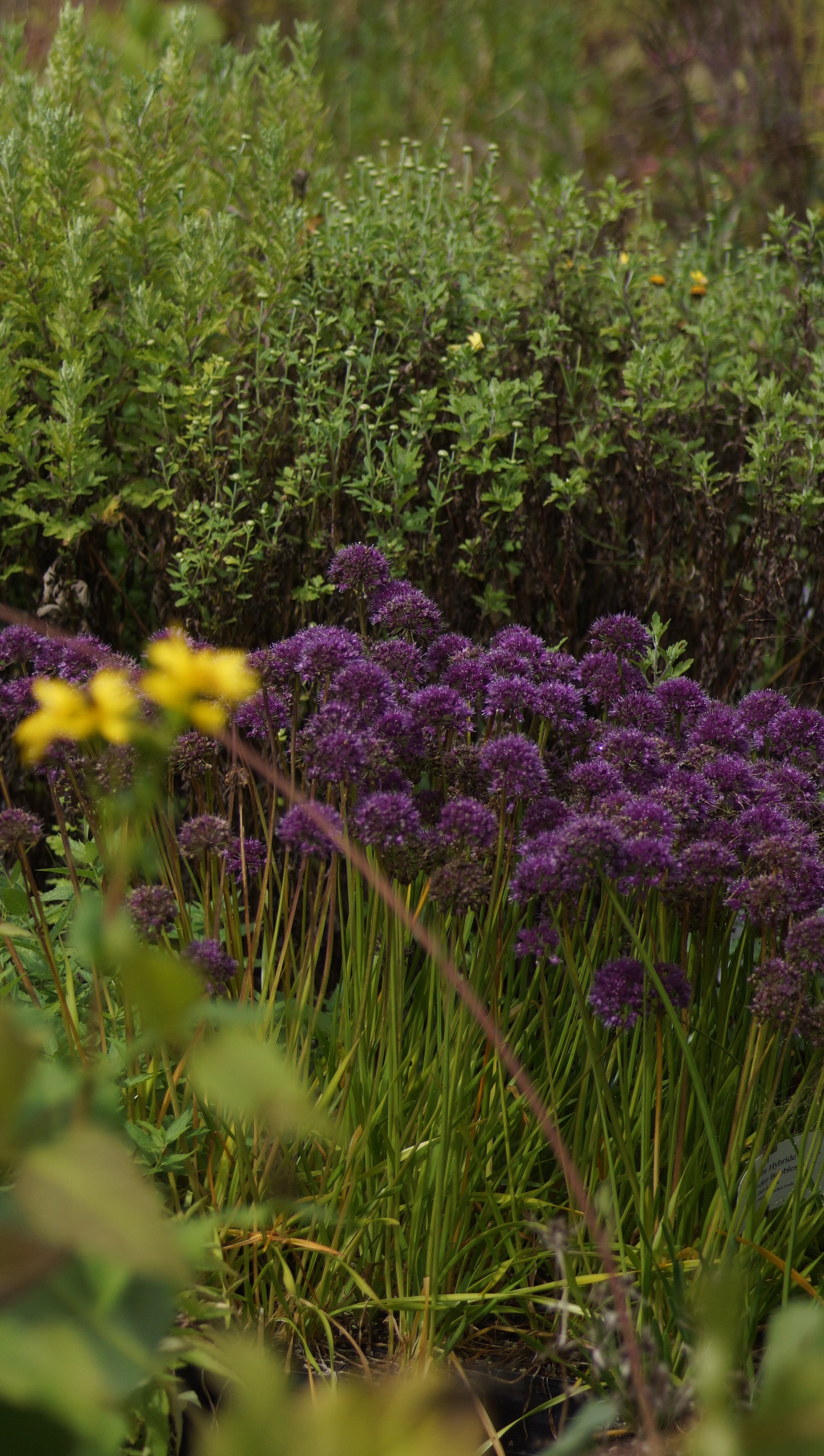 Allium Hybride 'Lavender Bubbles' - Zier-Lauch