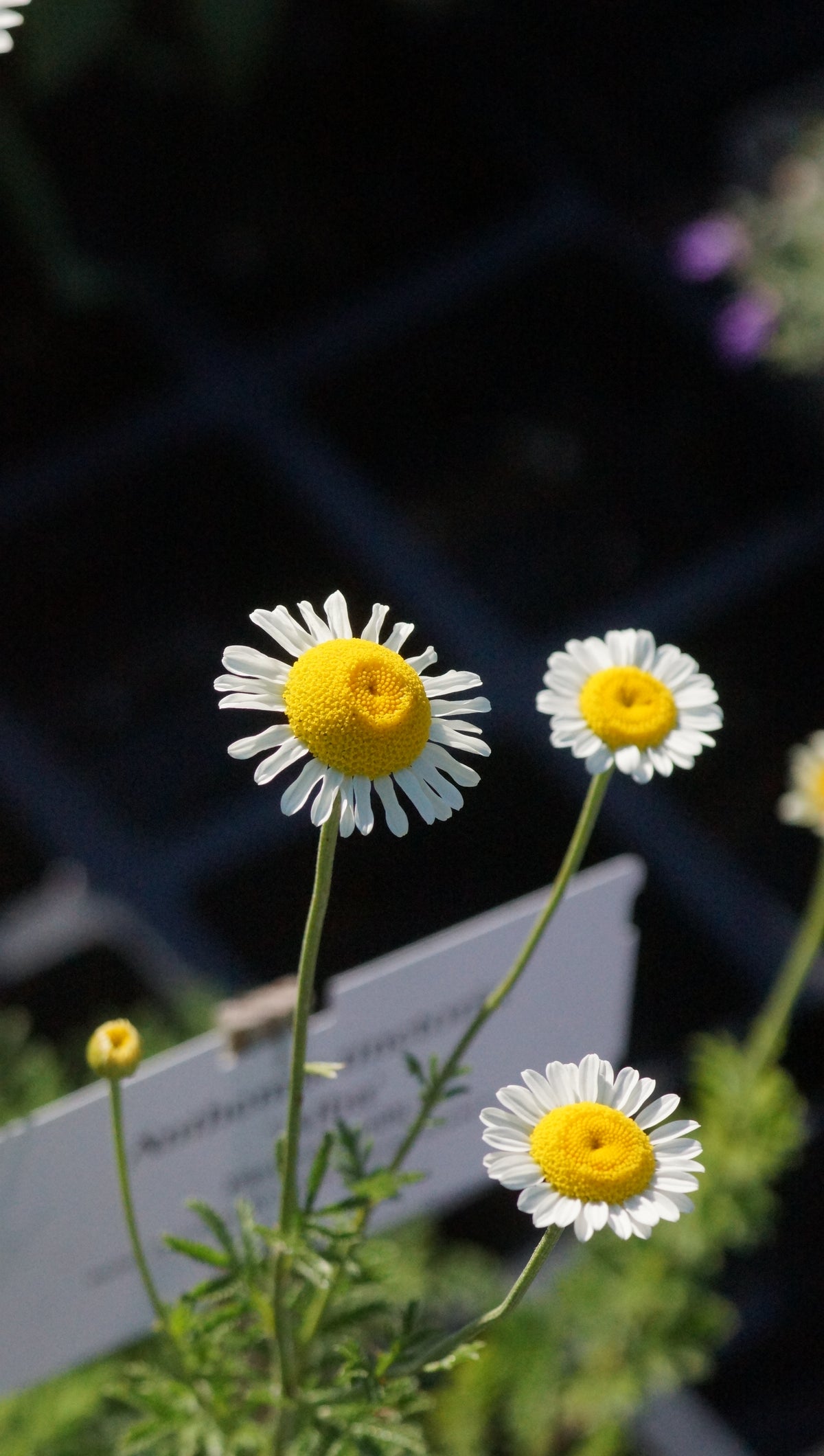 Anthemis tinctoria 'Alba' - Färberkamille