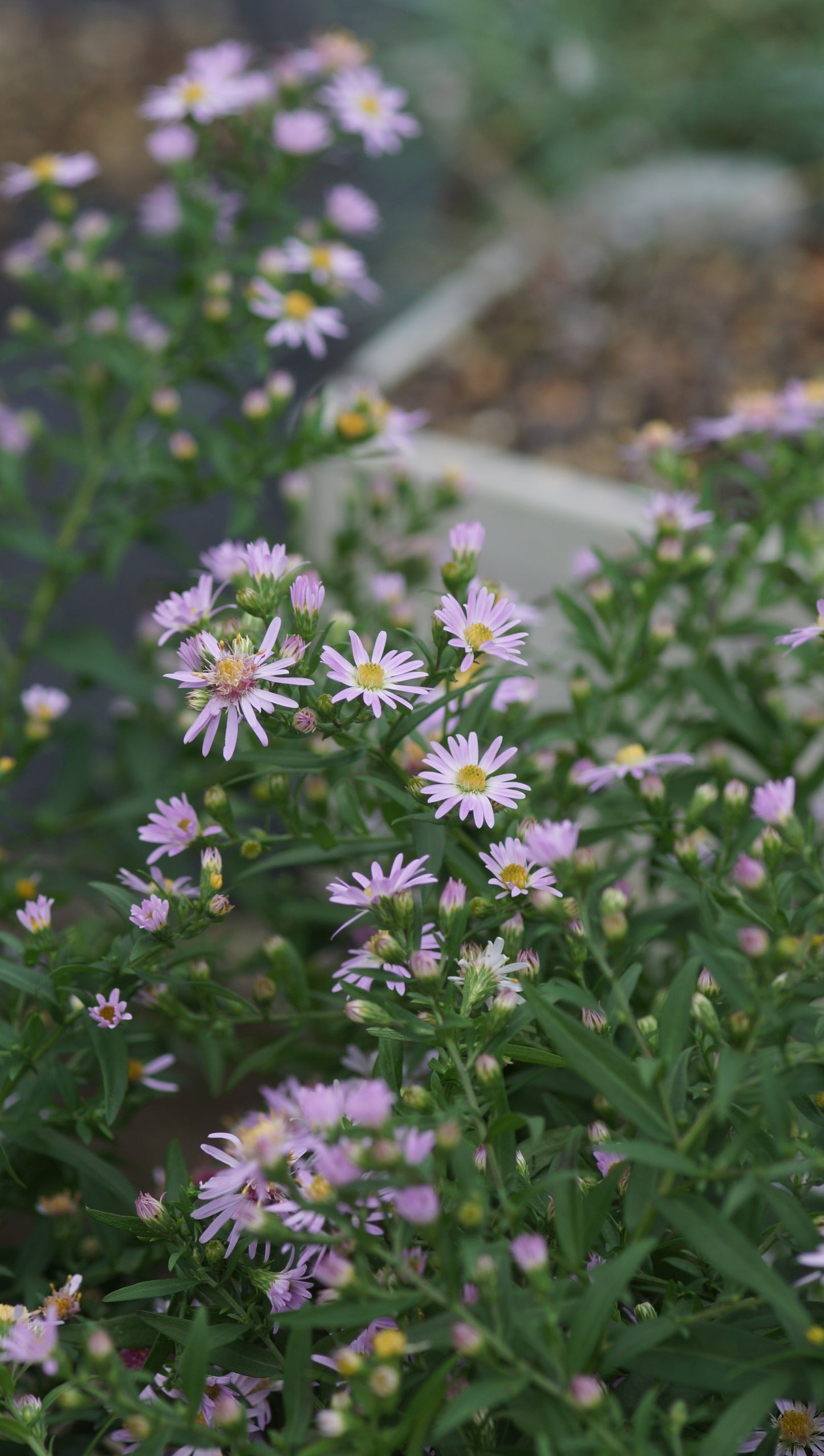 Aster ericoides 'Esther' - Myrten-Aster