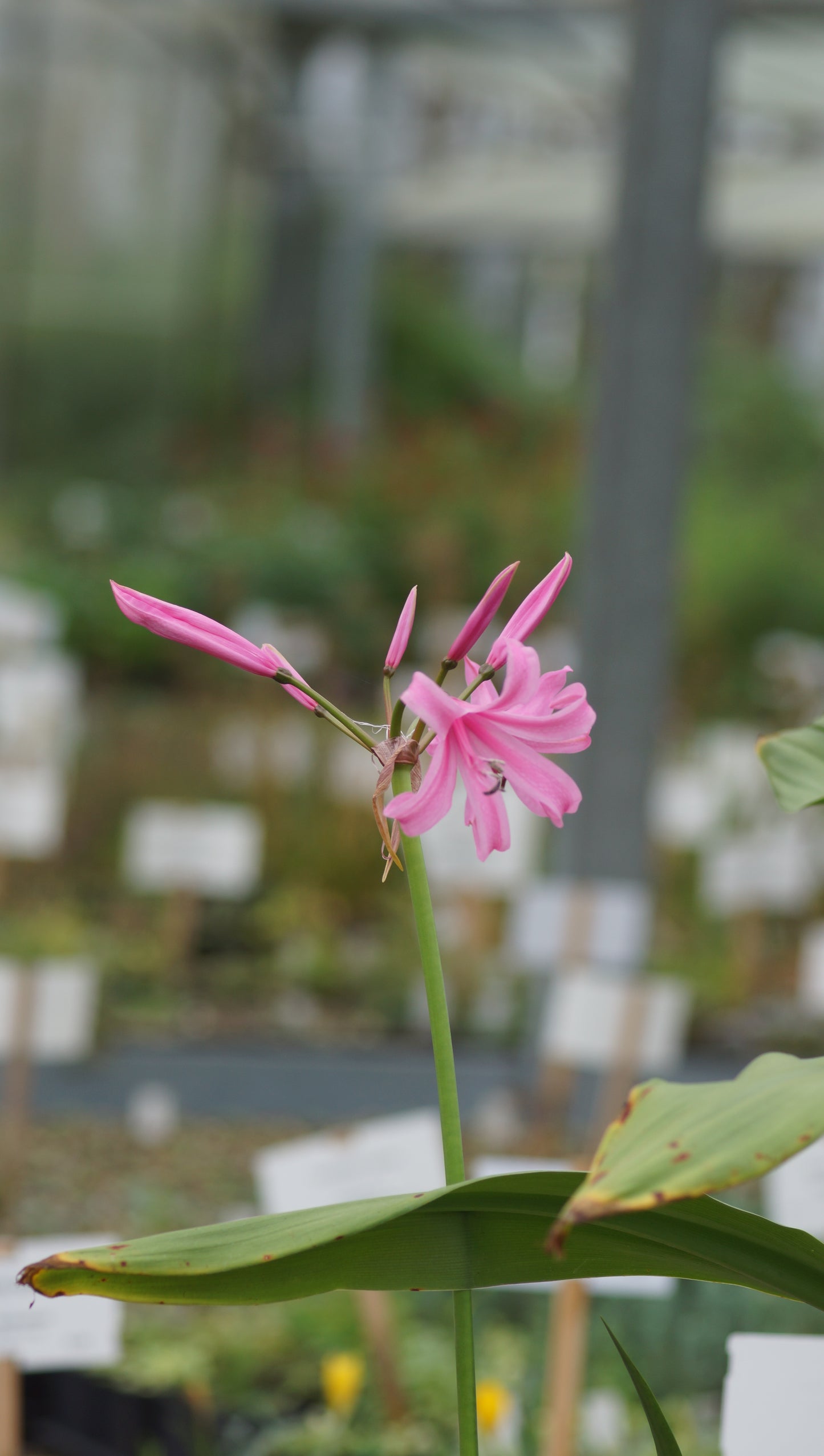 Nerine bowdenii - Guernseylilie