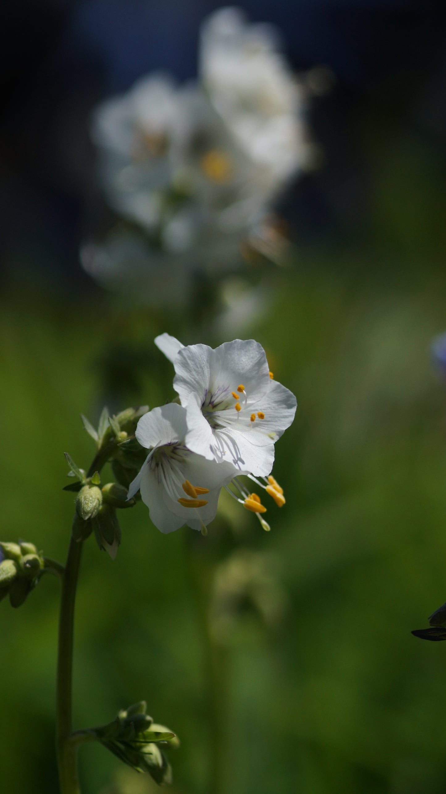 Polemonium caeruleum f. album - Weisse Jakobsleiter
