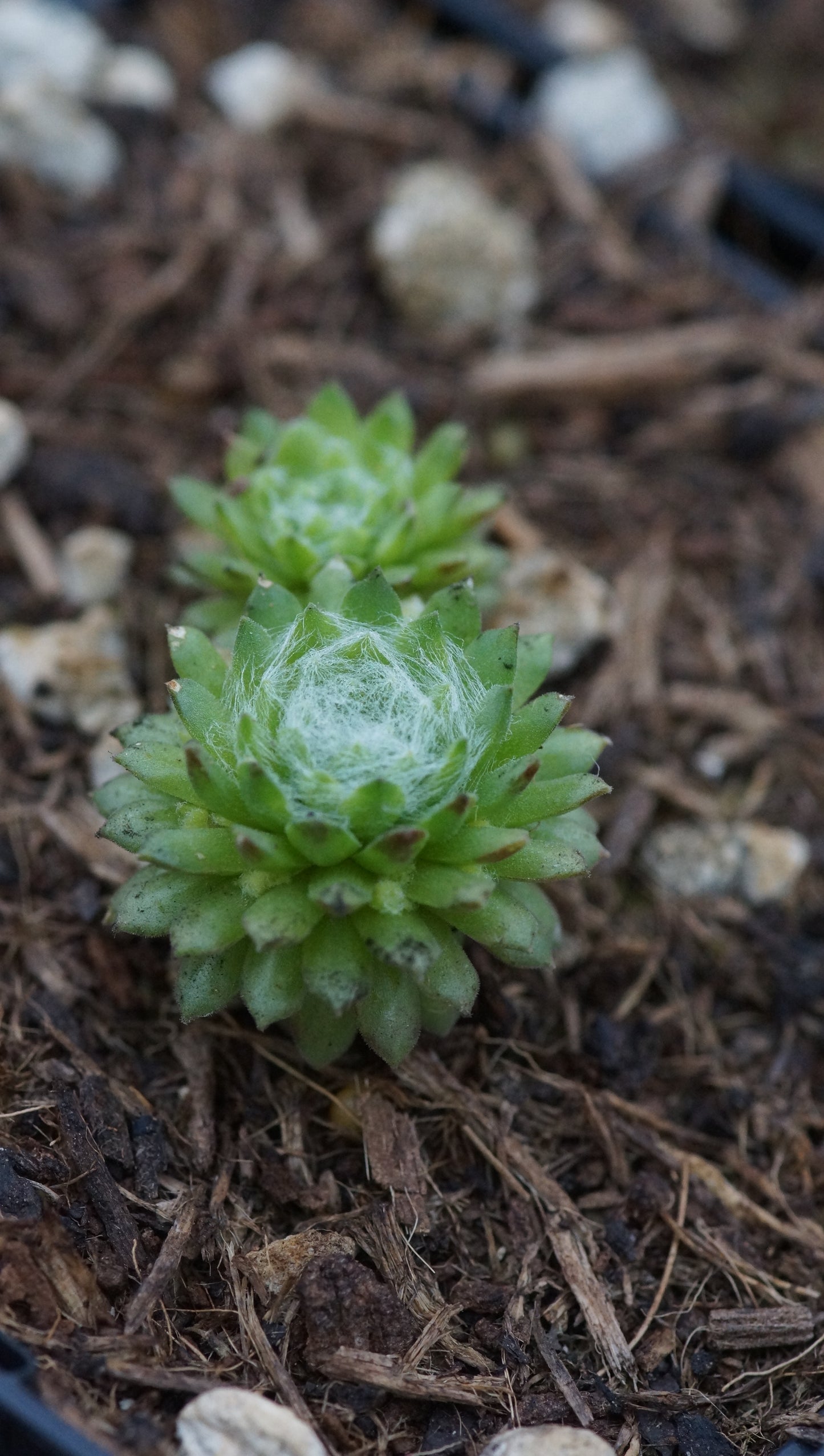 Sempervivum arachnoideum 'Cademario' - Spinnweben Hauswurz