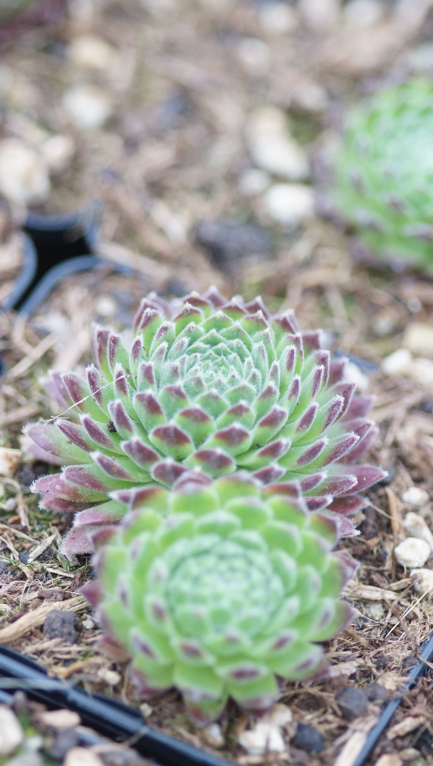 Sempervivum Hybride 'Devon Dumpling' - Hauswurz