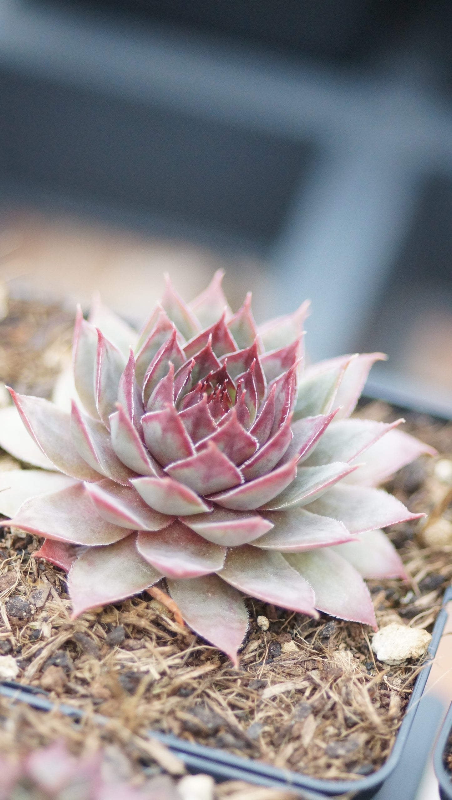 Sempervivum Hybride 'Rothorn' - Hauswurz