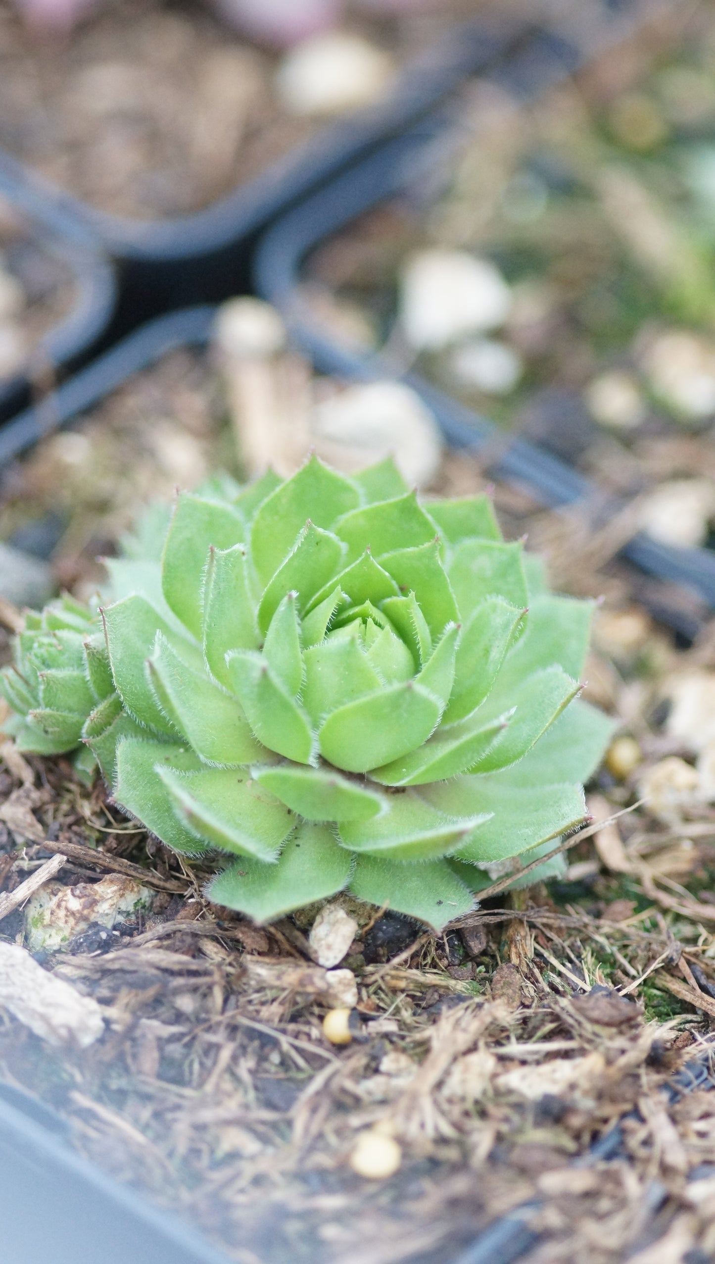 Sempervivum x rupicolum 'Elektrik Green' - Hauswurz