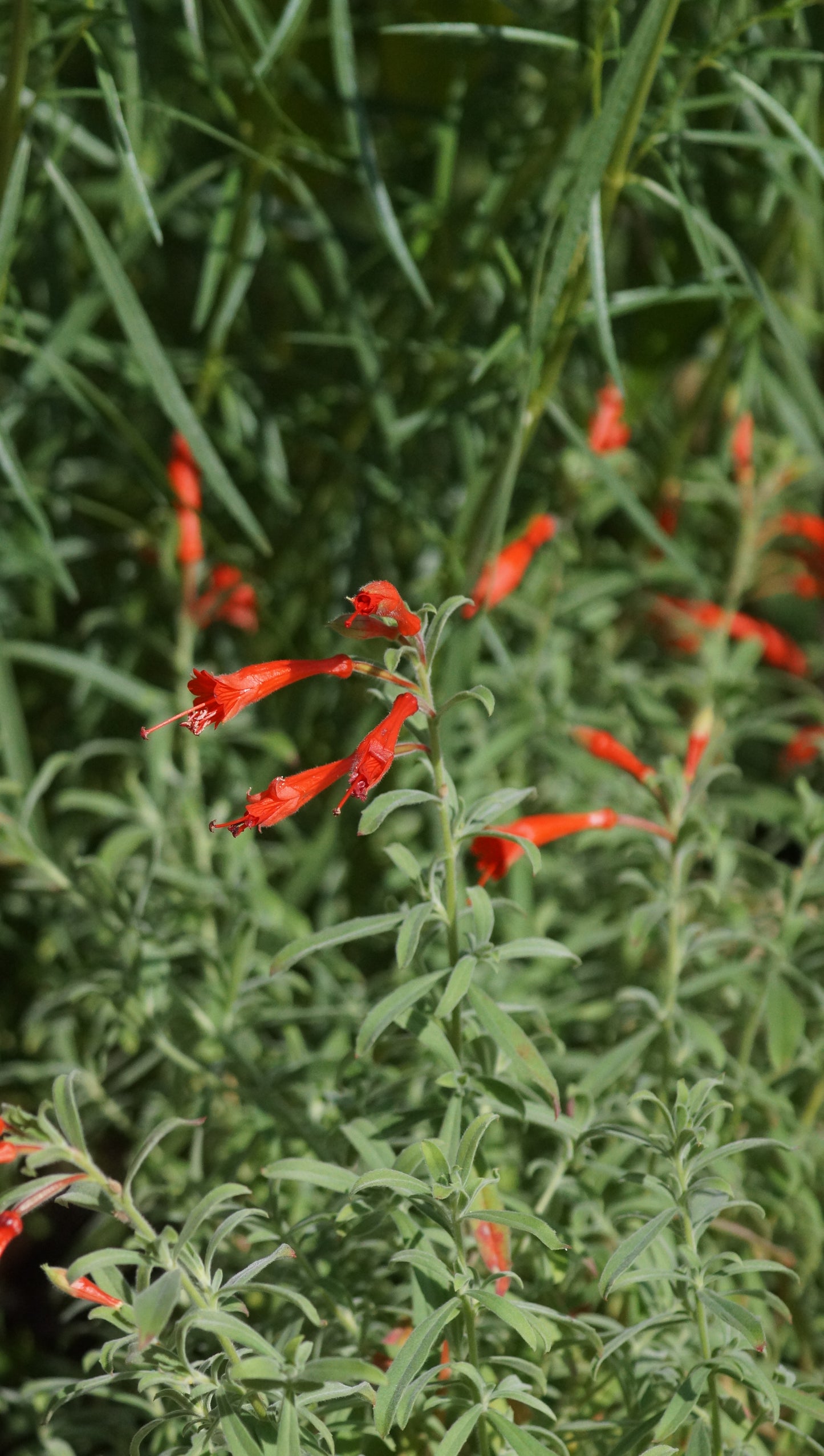 Zauschneria californica - Kolibritrompete