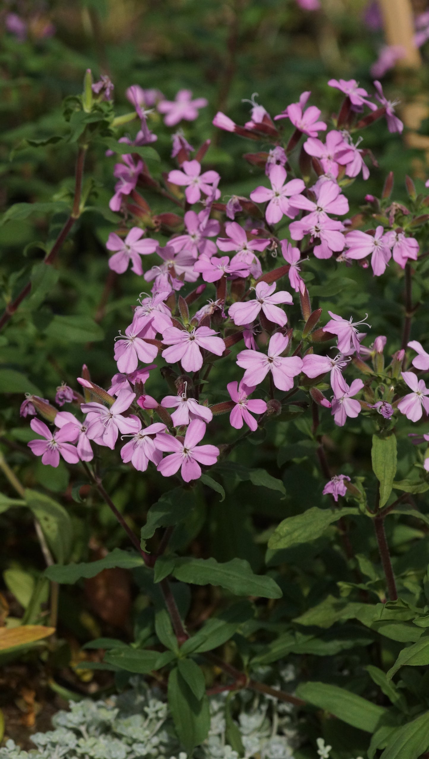 Saponaria sicula var. intermedia 'Sigurd' - Sommer-Seifenkraut