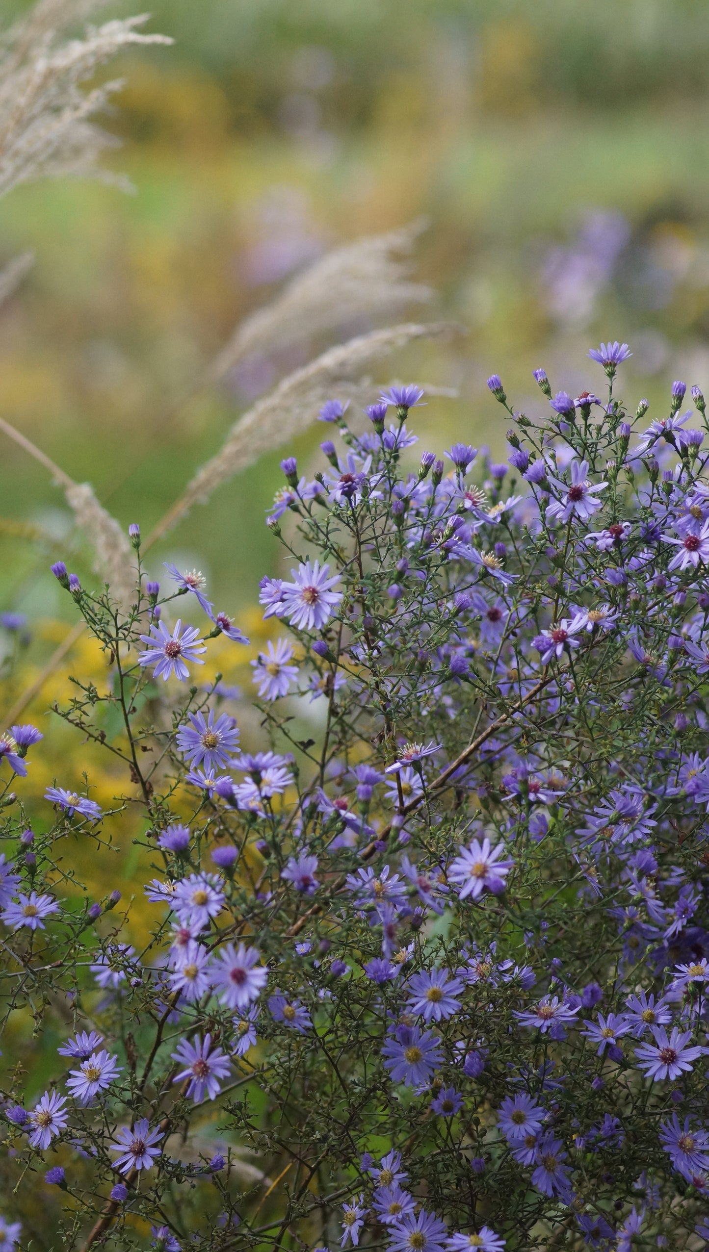 Aster cordifolius 'Little Carlow' - Schleier-Aster