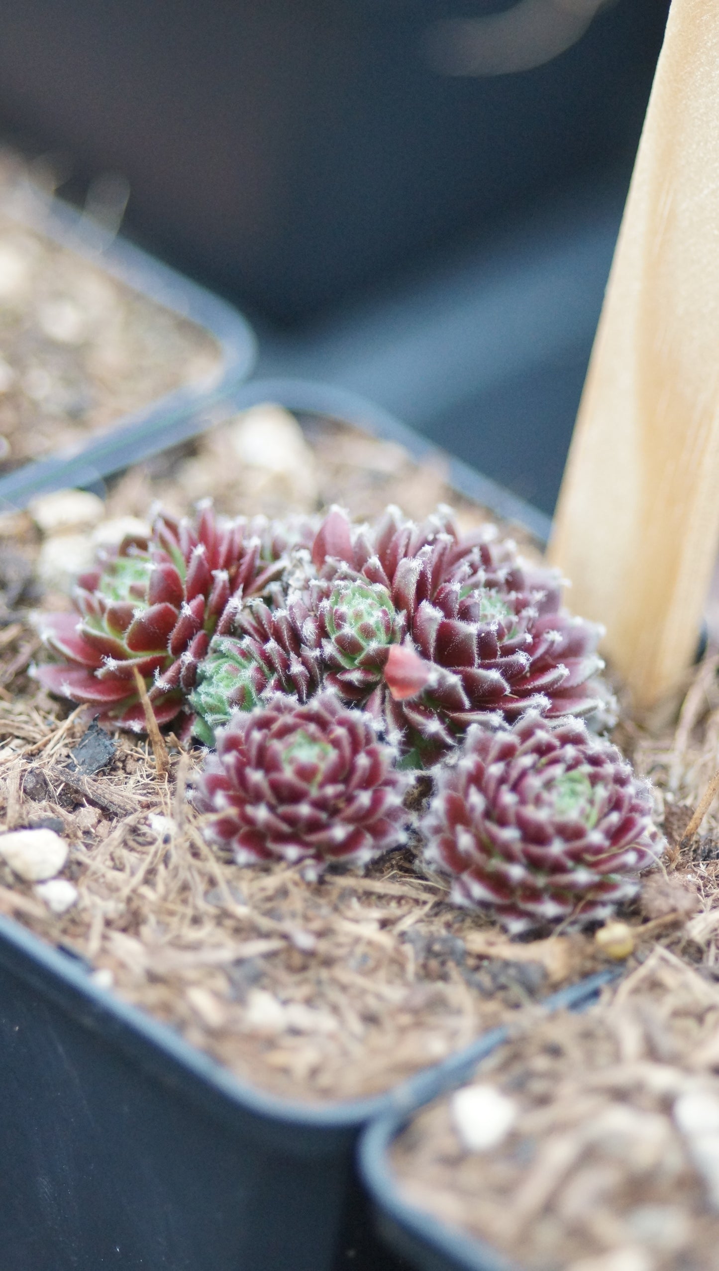 Sempervivum arachnoideum 'Blutstropf' - Spinnweben-Hauswurz