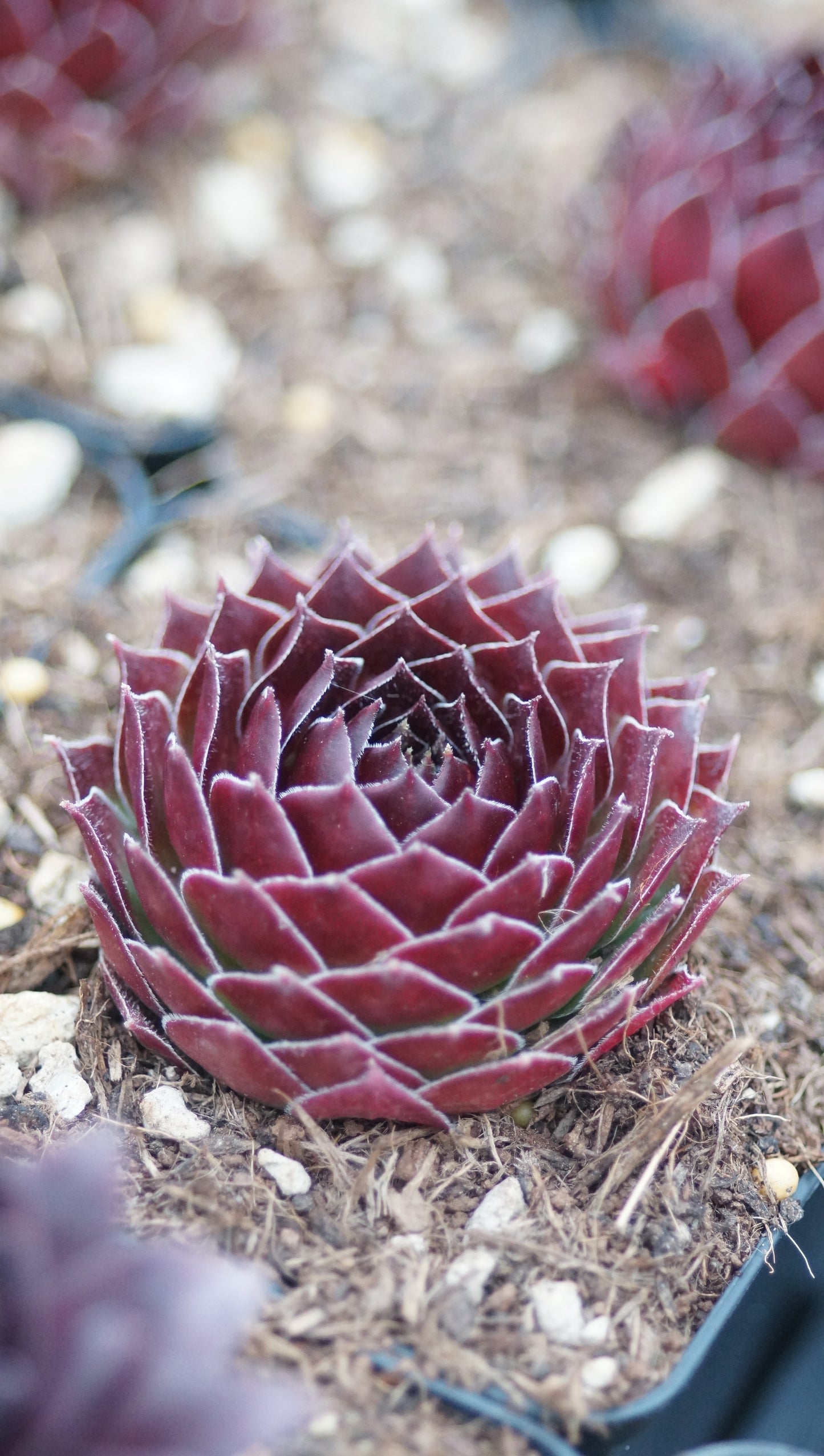 Sempervivum Hybride 'Samadhi' - Hauswurz