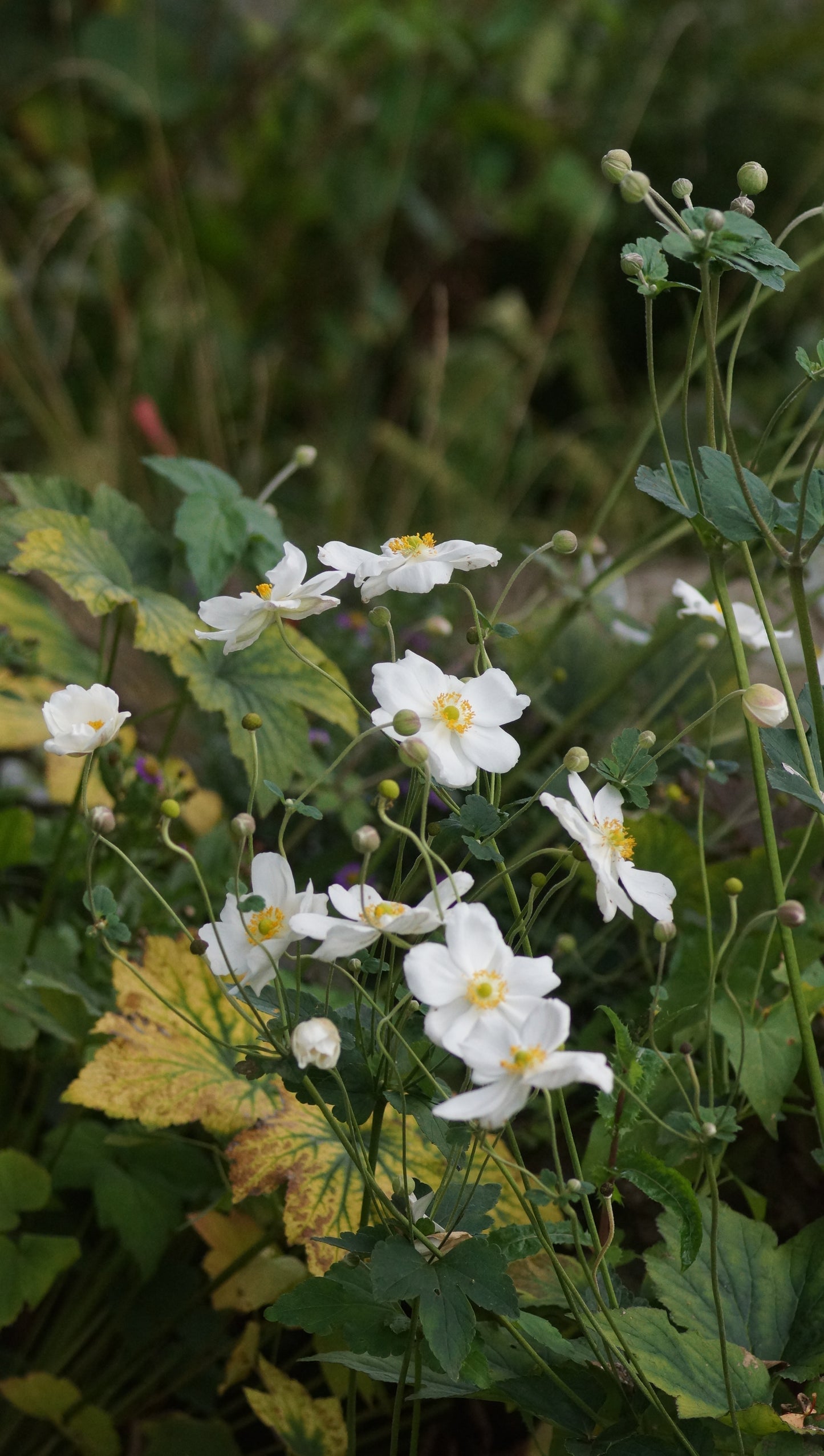 Anemone x Hybrida 'Honorine Jobert' - Herbst-Anemone