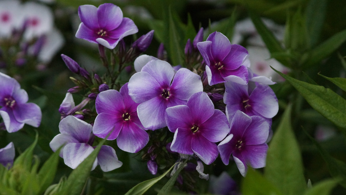Phlox paniculata 'Aleksej Lenskij' - Hoher Stauden-Phlox