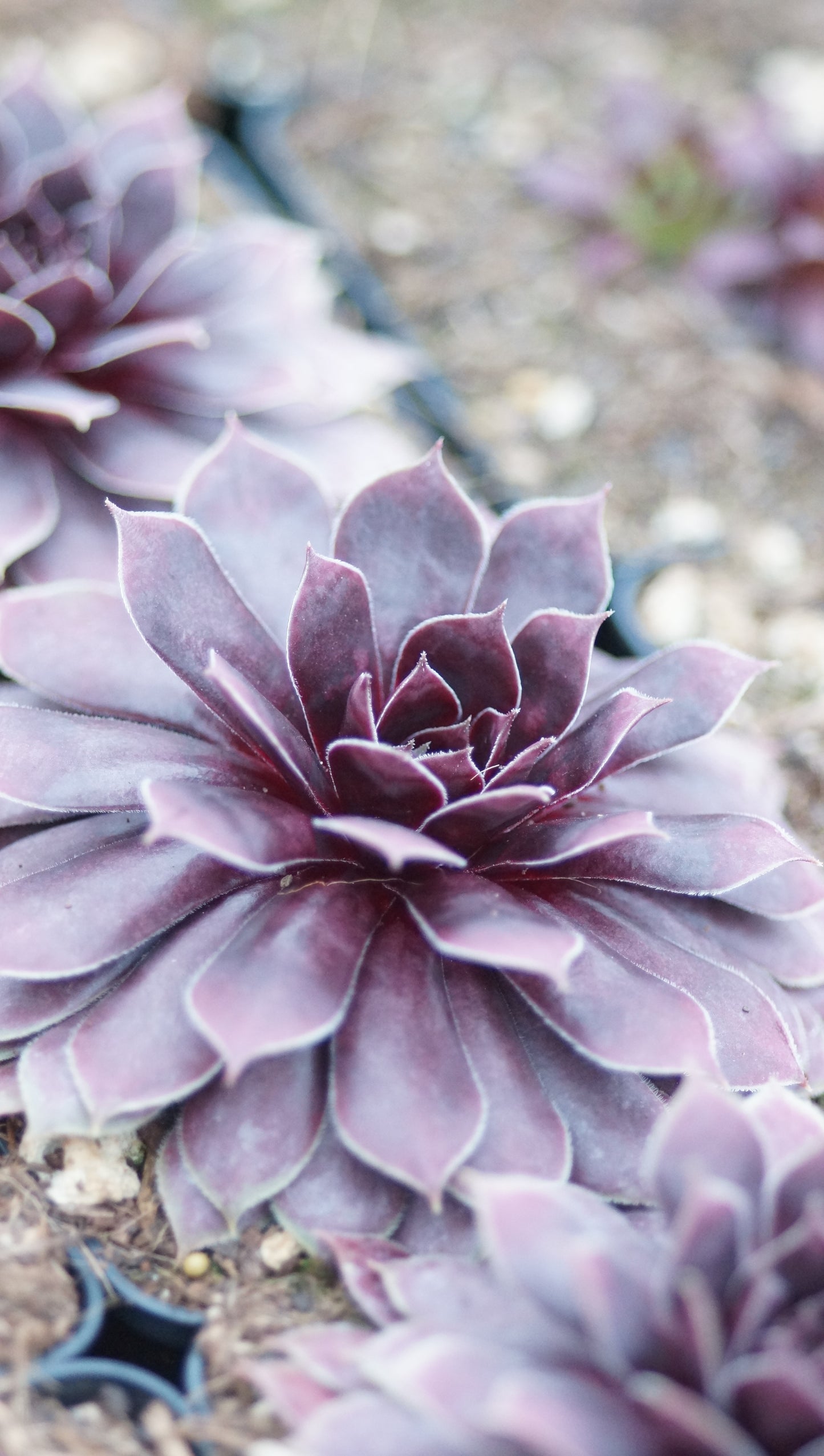 Sempervivum Hybride 'Firlefanz' - Hauswurz