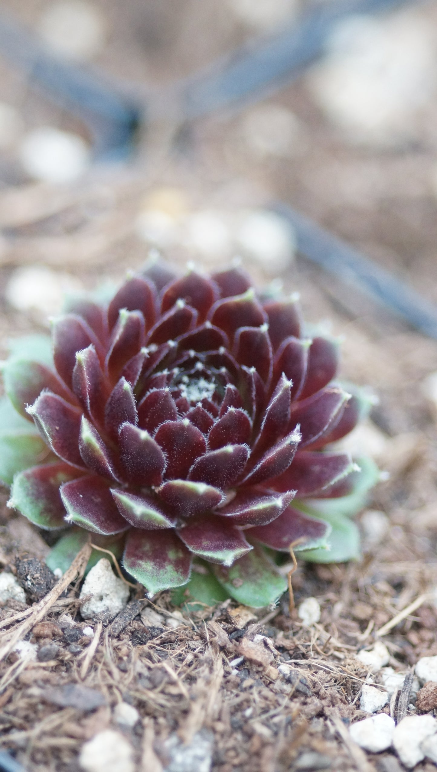 Sempervivum Hybride 'Mysteria' - Hauswurz