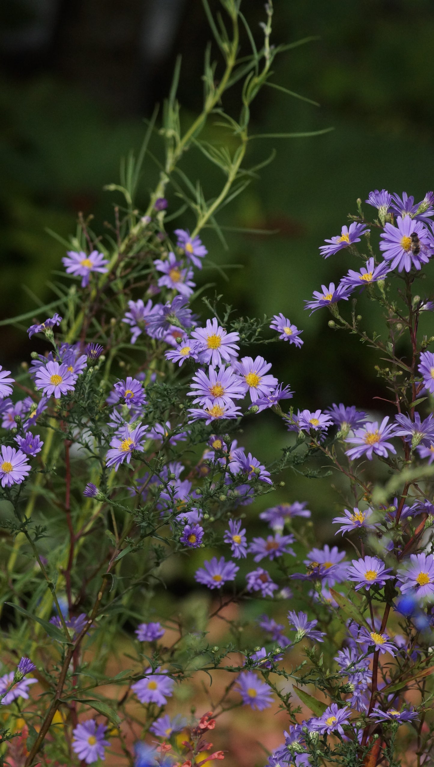 Aster laevis 'Blaulicht' - Glatte Aster