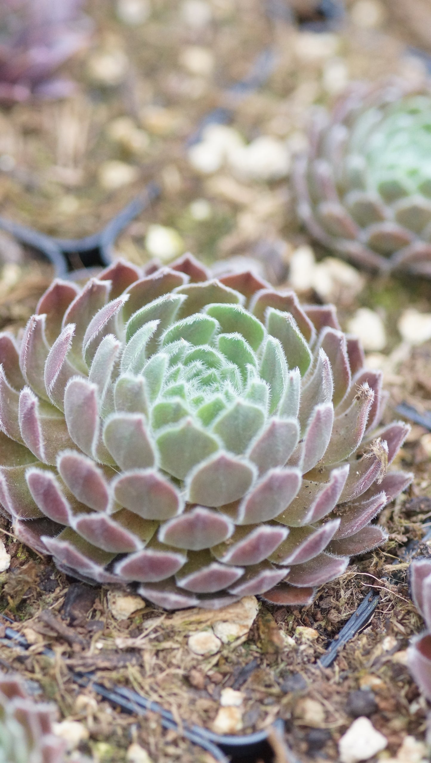 Sempervivum Hybride 'Artischoke' - Hauswurz