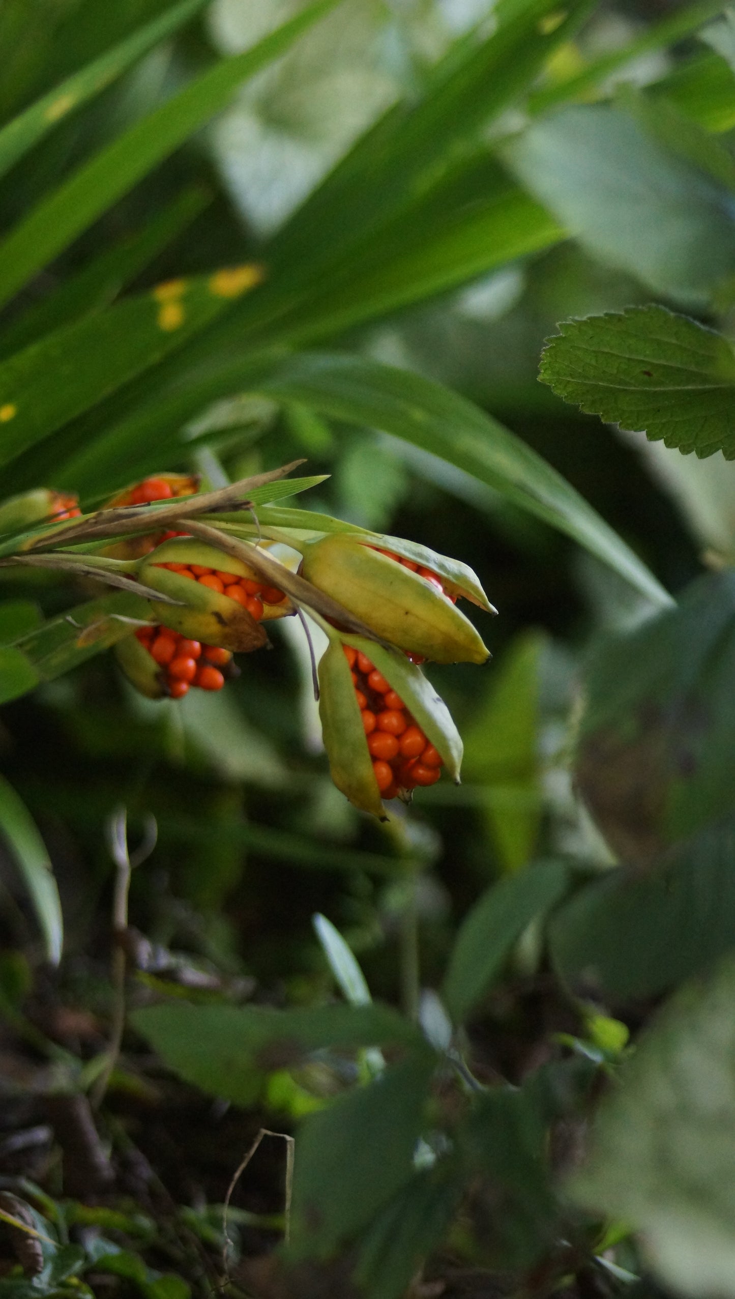 Iris foetidissima - Korallen-Schwertlilie