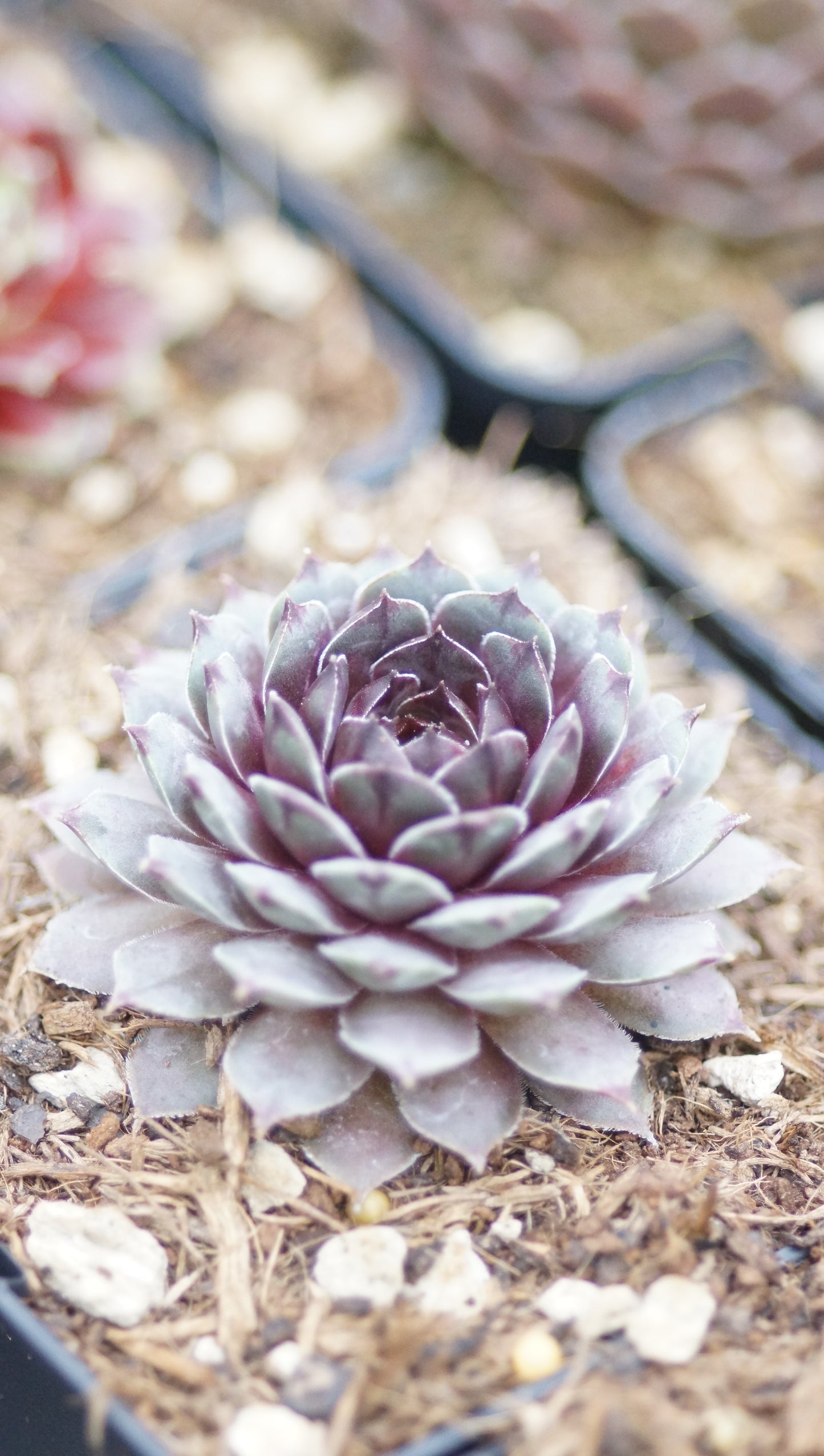 Sempervivum Hybride 'Tristesse' - Hauswurz