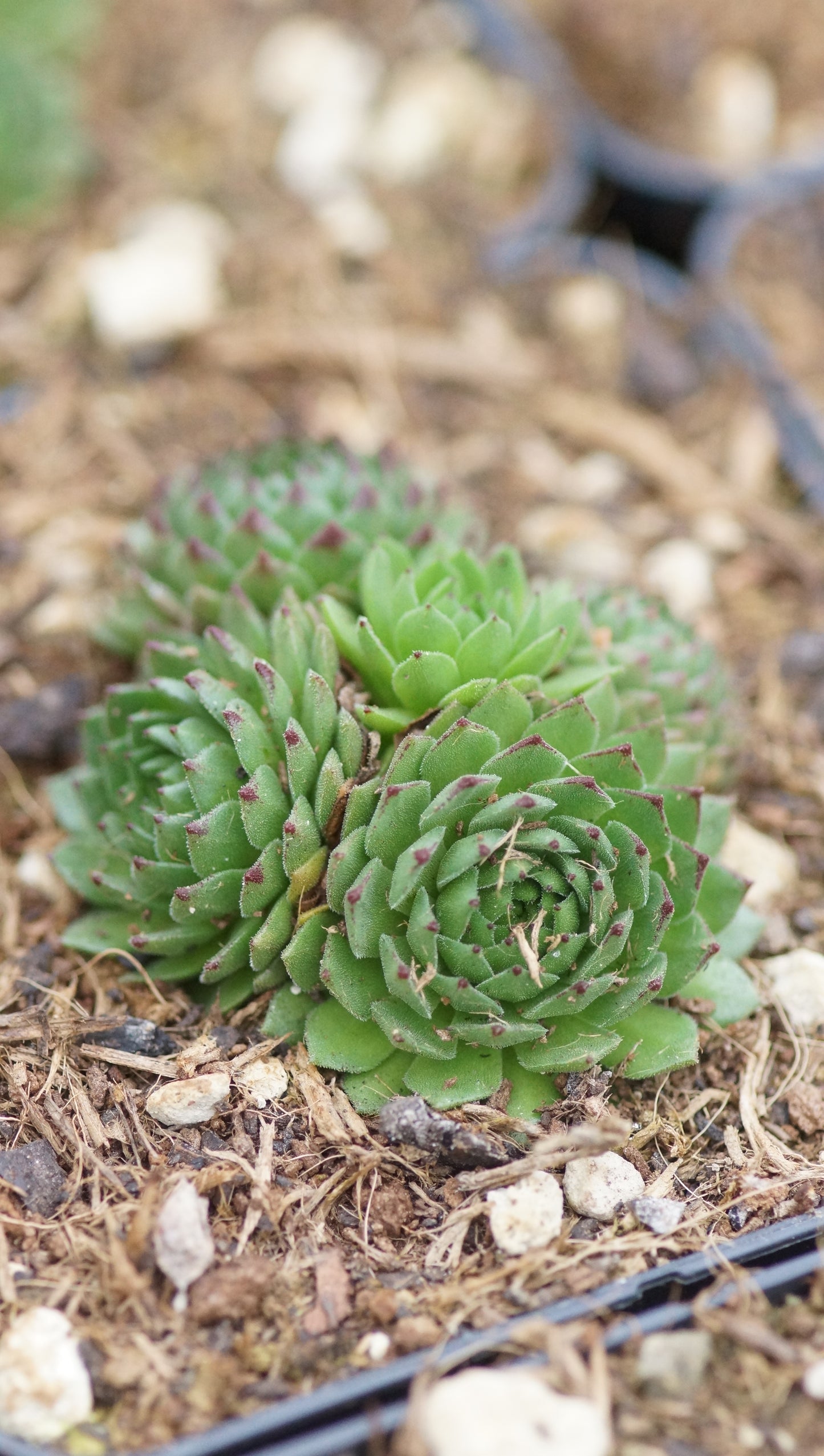 Sempervivum Hybride 'Apollo's Frog' - Hauswurz
