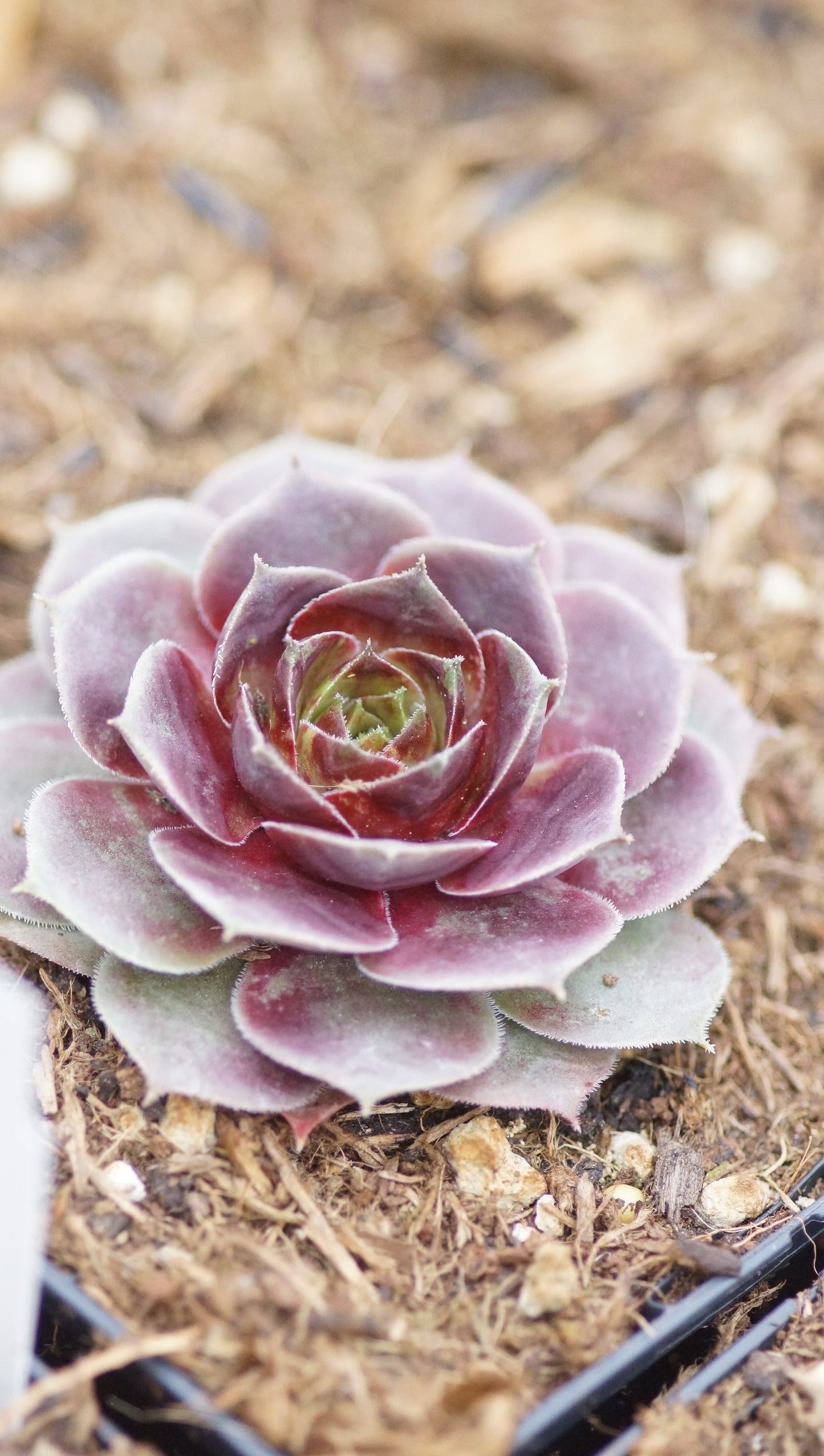 Sempervivum Hybride 'Milo' - Hauswurz