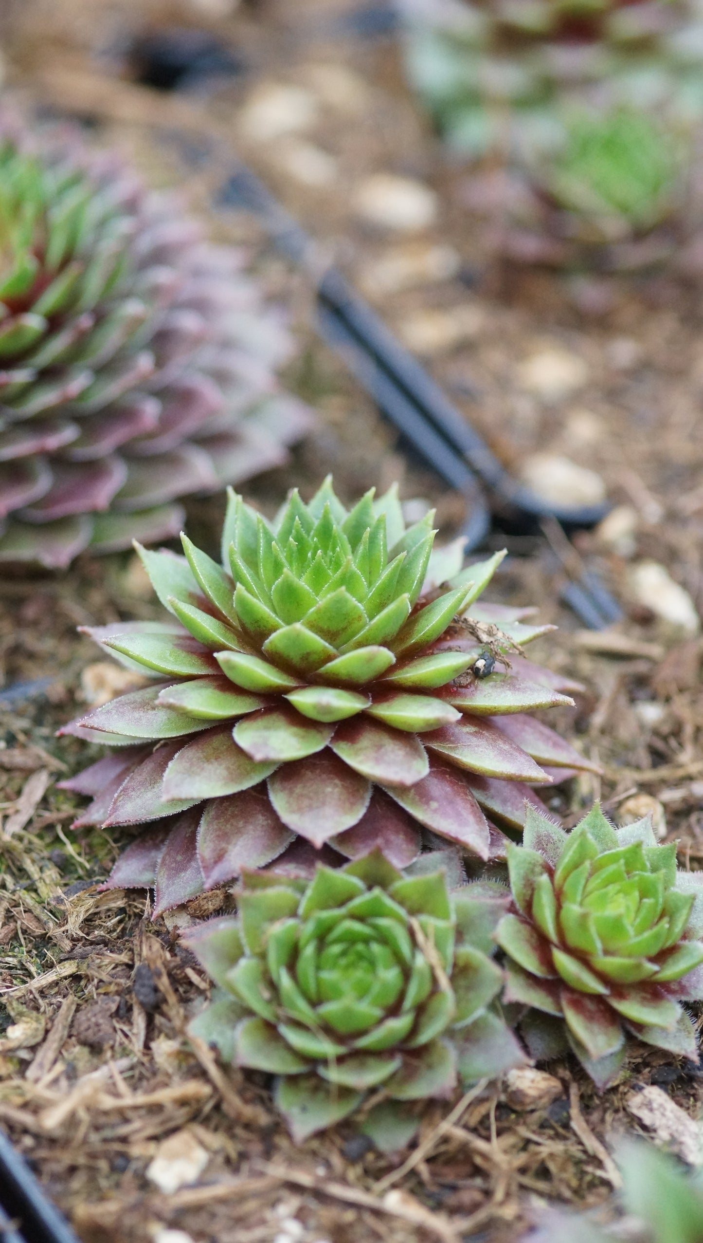 Sempervivum Hybride 'Pipifax' - Hauswurz