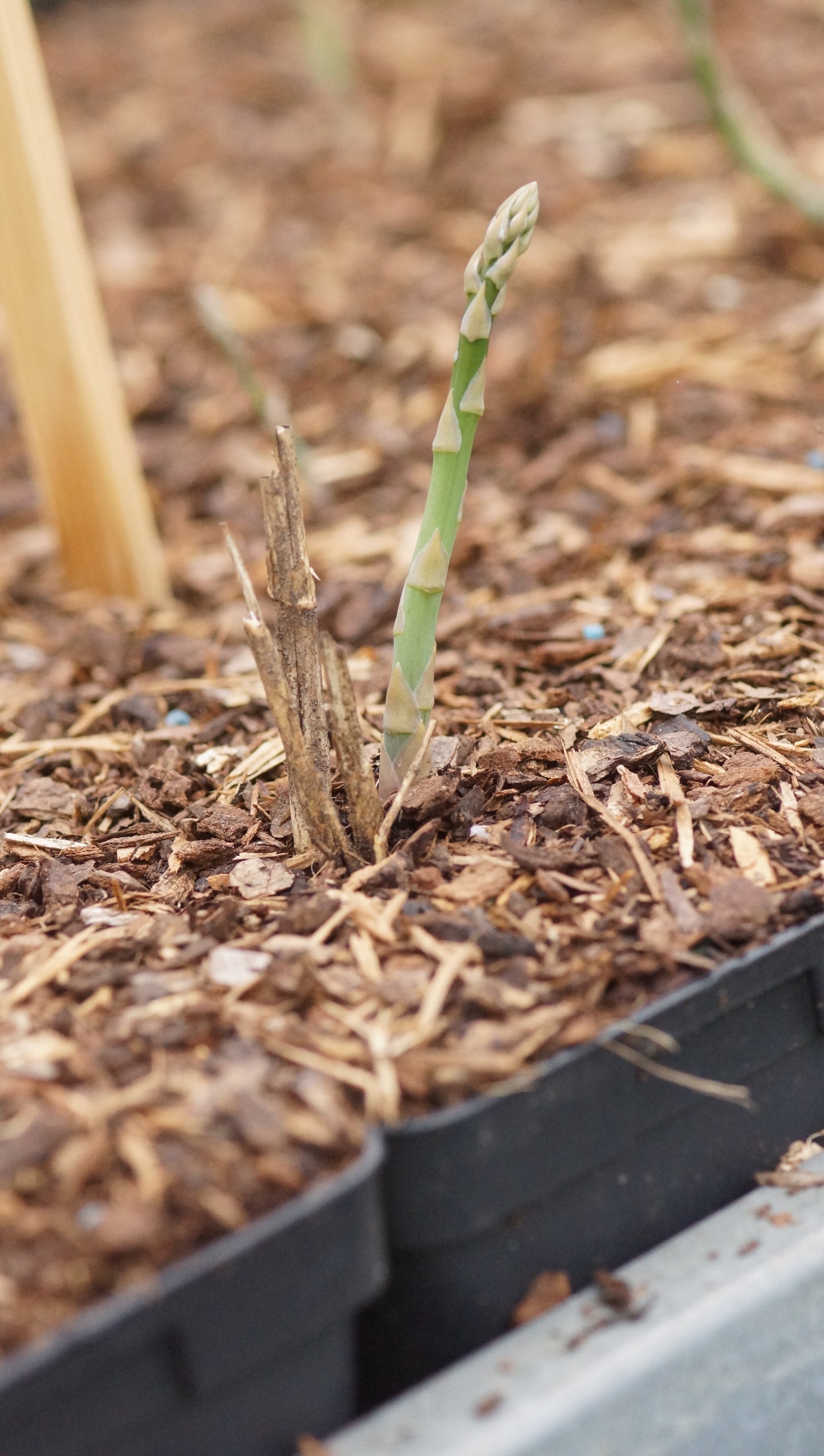 Asparagus officinalis 'Vegalim' - Spargel