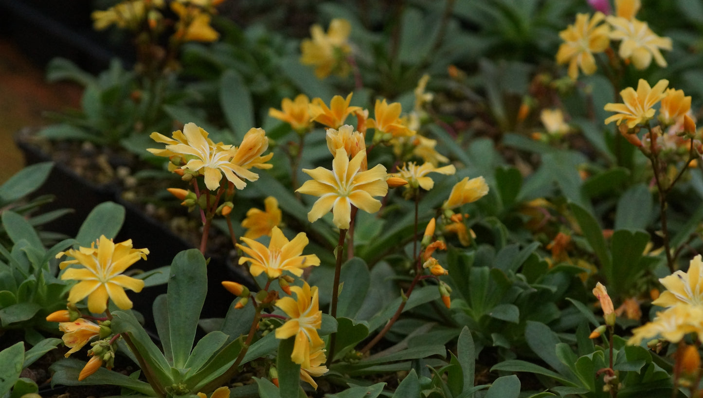 Lewisia cotyledon 'Safira Yellow®' - Bitterwurz