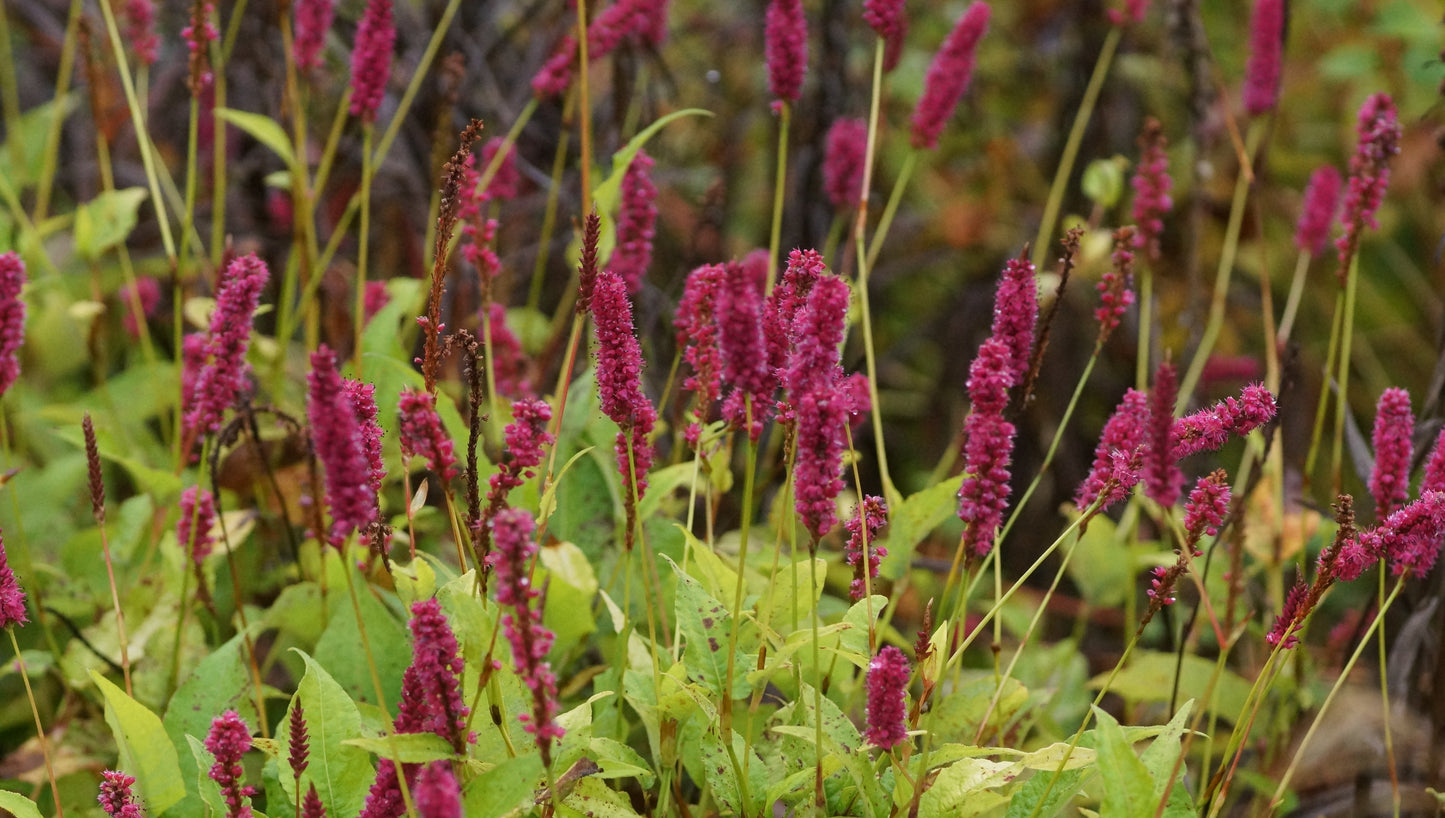 Persicaria amplexicaulis 'Golden Arrow' - Kerzenknötrich
