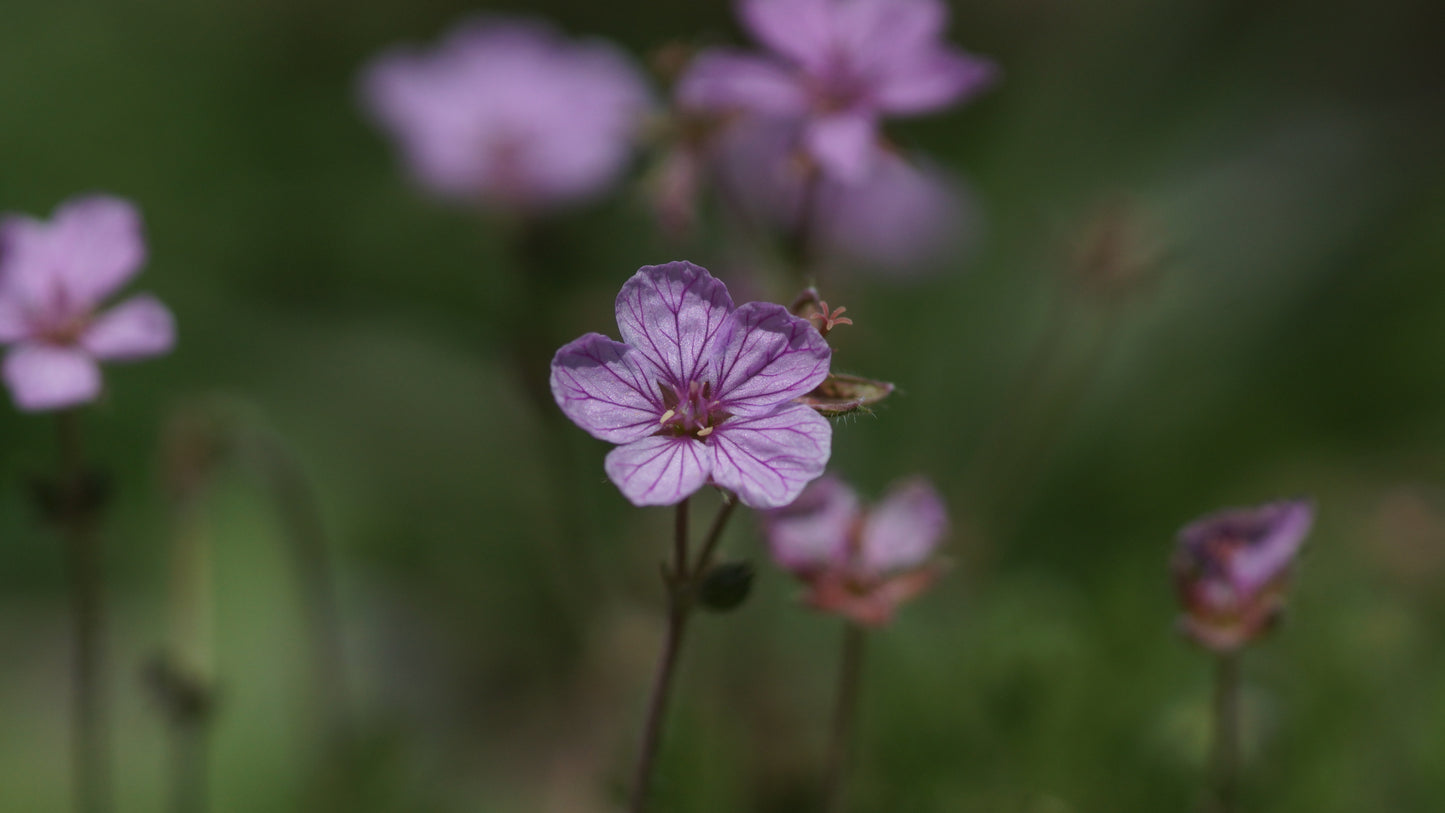 Erodium x variabile 'Country Park' - Reiherschnabel