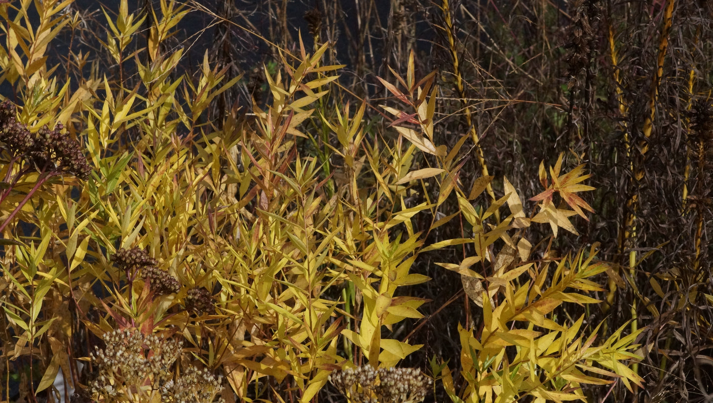 Amsonia tabernaemontana var. salicifolia - Blausternbusch