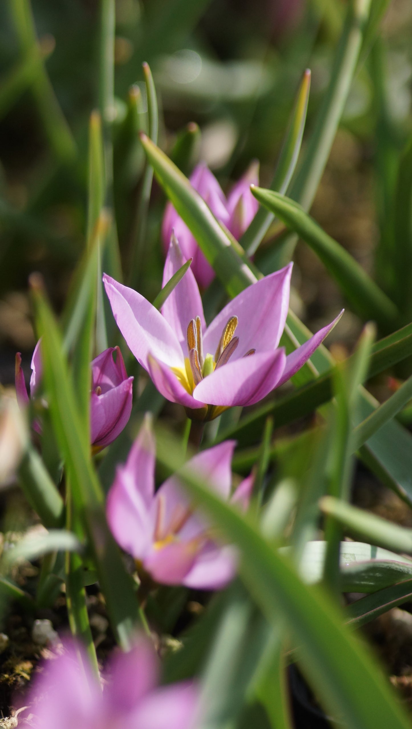 Tulipa humilis - Zwerg-Tulpe