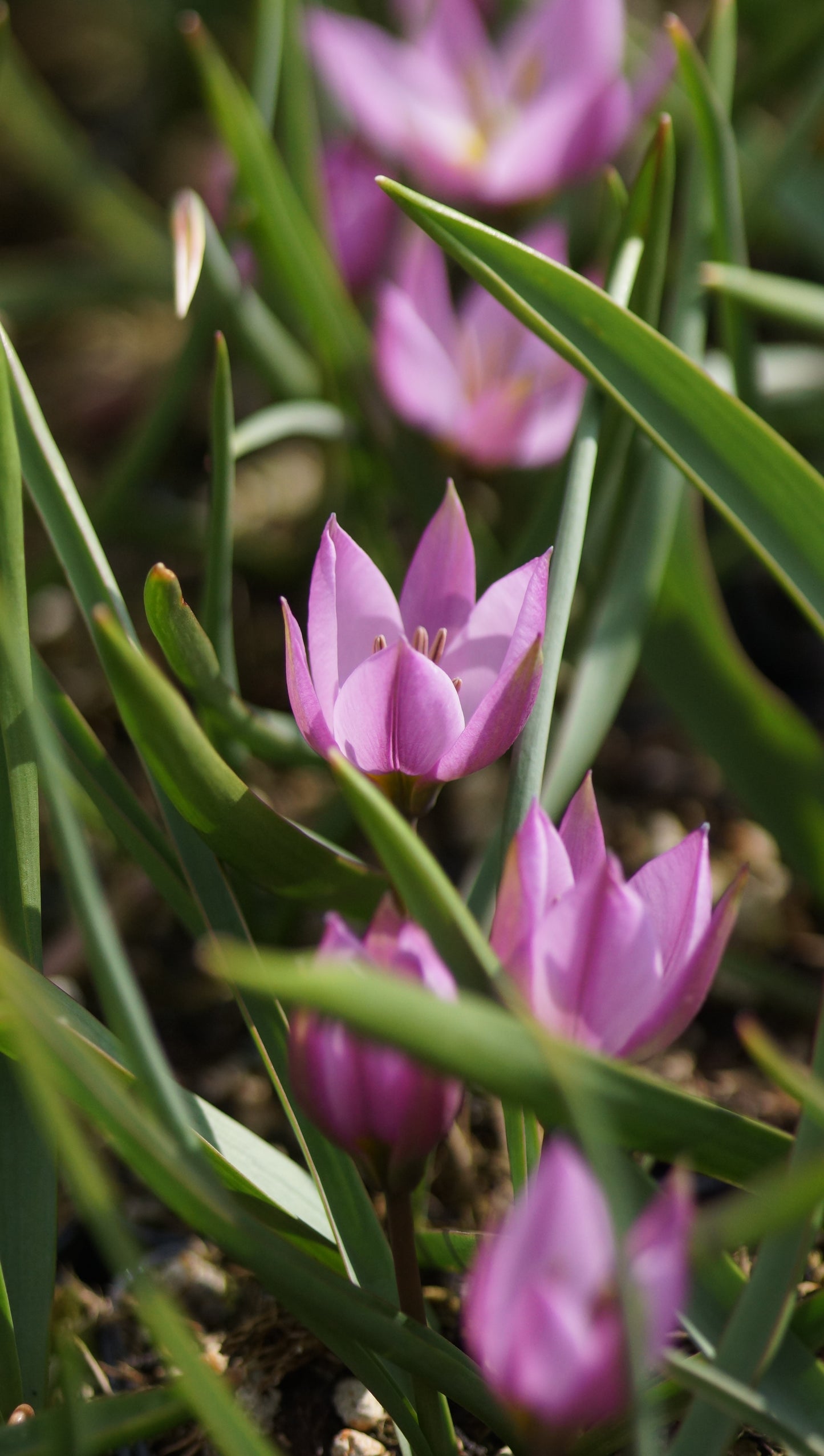 Tulipa humilis - Zwerg-Tulpe