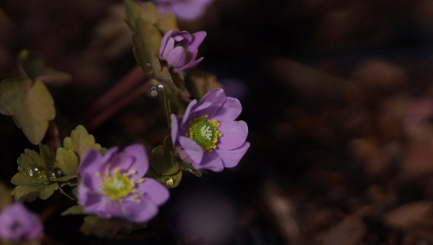 Anemonella thalictroides f. rosea - Rautenanemone