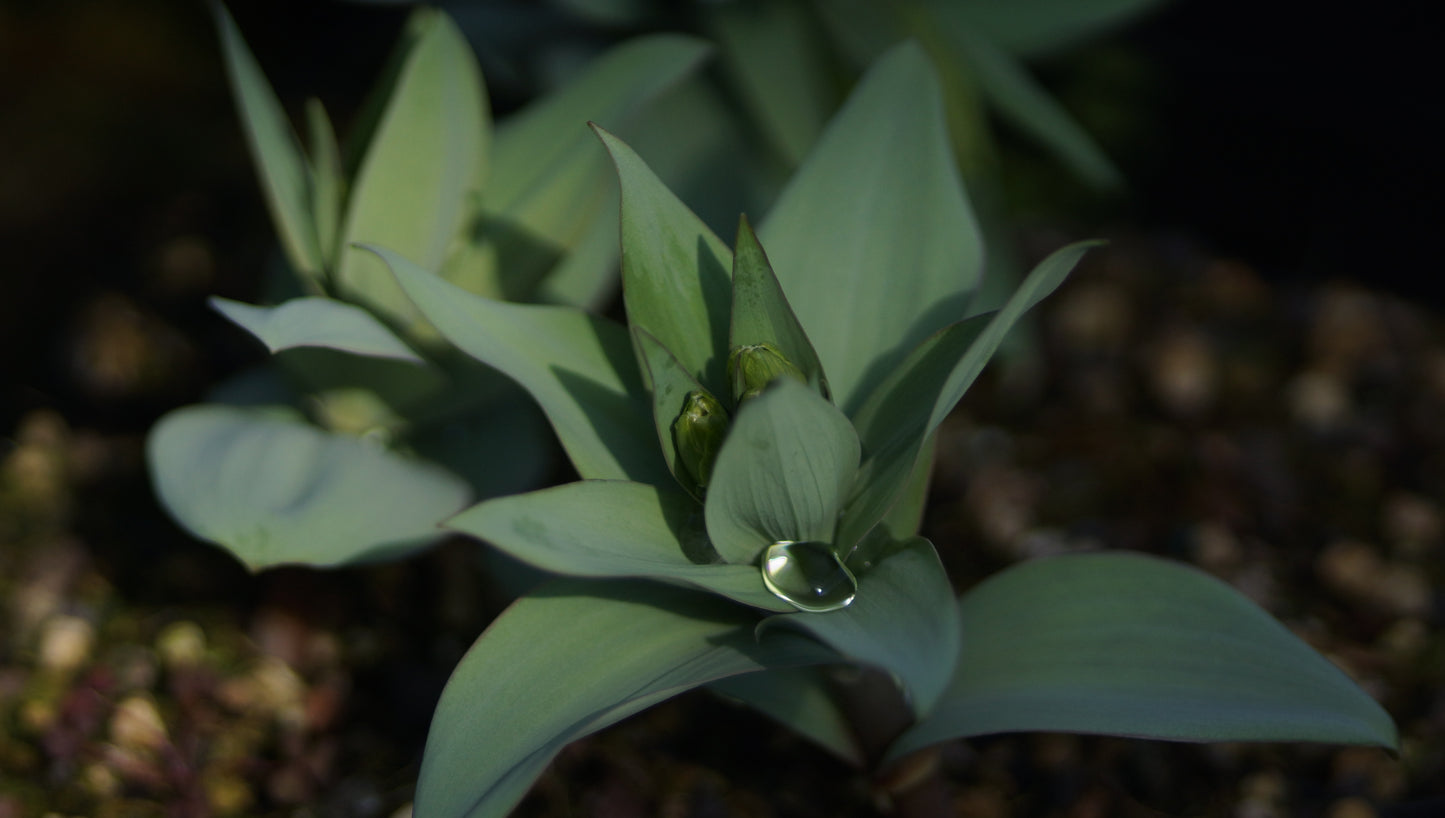 Fritillaria pallidiflora - Blassblühende Schachbrettblume