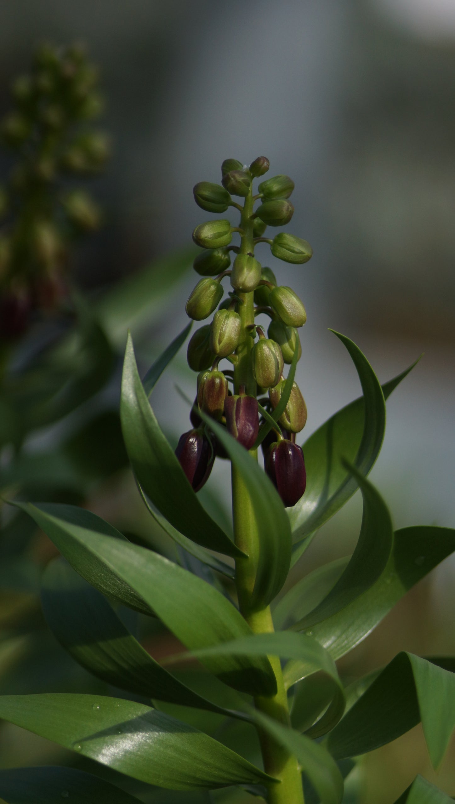 Fritillaria persica 'Purple Dynamite' - Persische Kaiserkrone