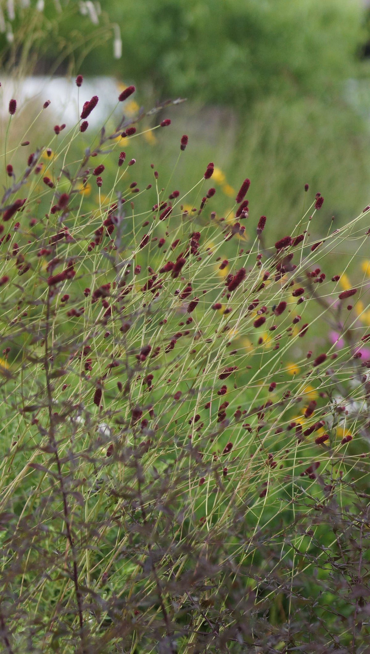 Sanguisorba Hybride 'Cangshan Cranberry' - Wiesenknopf