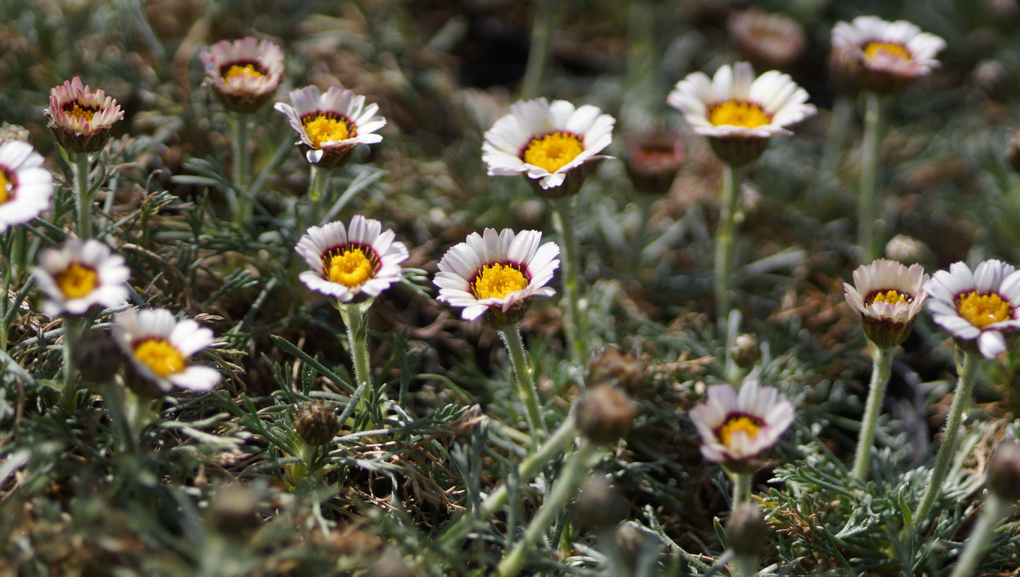 Rhodanthemum catananche 'Tizi-N-Tichka' - Marokkanische Margerite