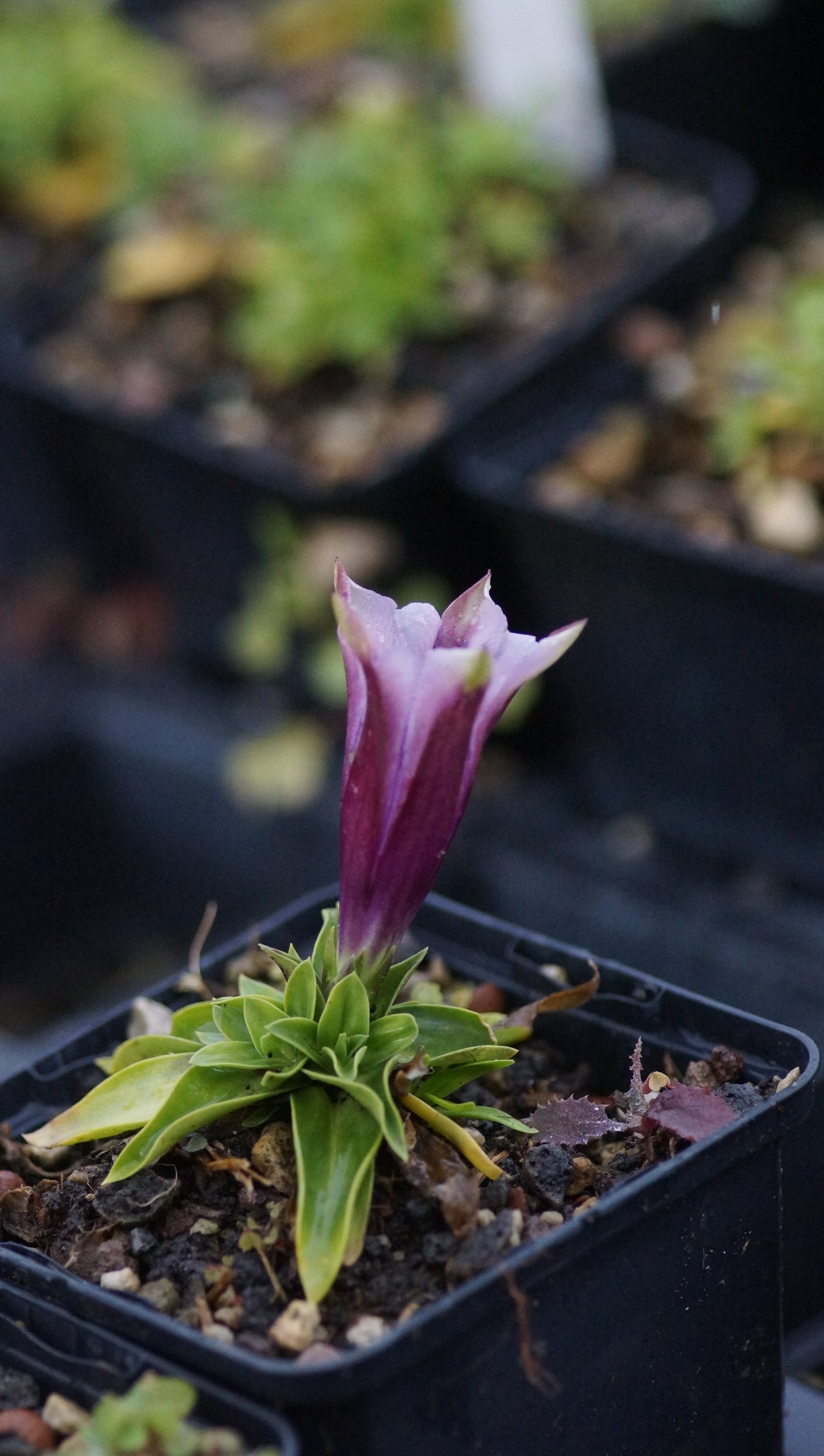 Gentiana clusii 'Rosea' - Clusius-Enzian