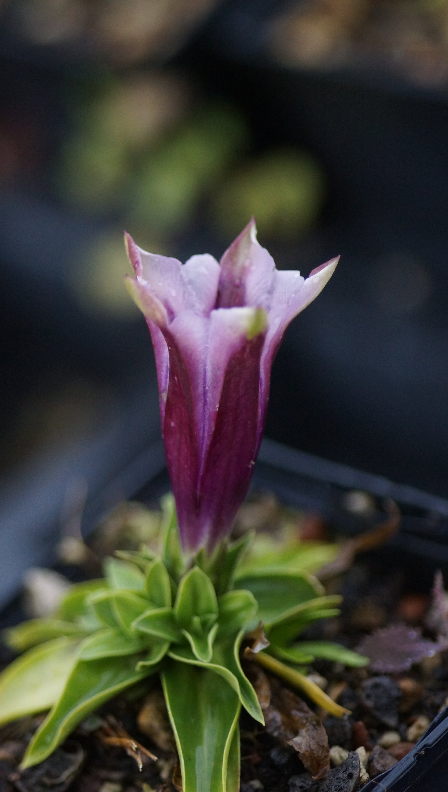 Gentiana clusii 'Rosea' - Clusius-Enzian