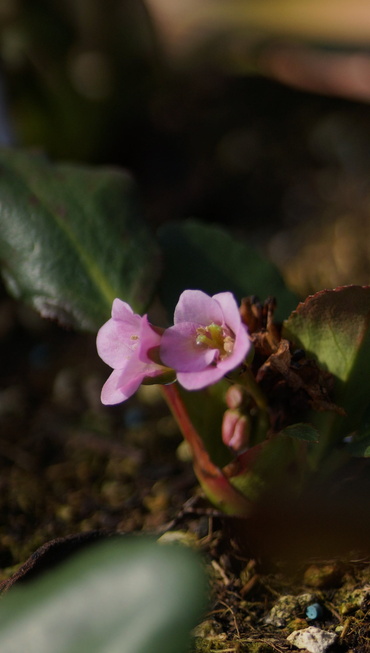 Bergenia cordifolia 'Fairytail Romance' - Bergenie