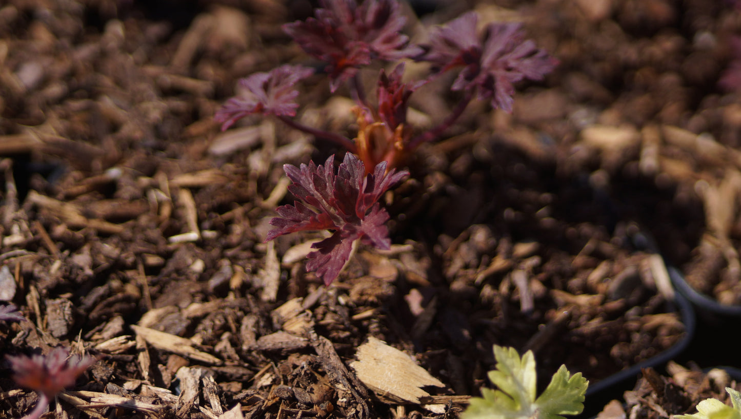 Geranium himalayense 'Kaya' - Himalaya-Storchschnabel
