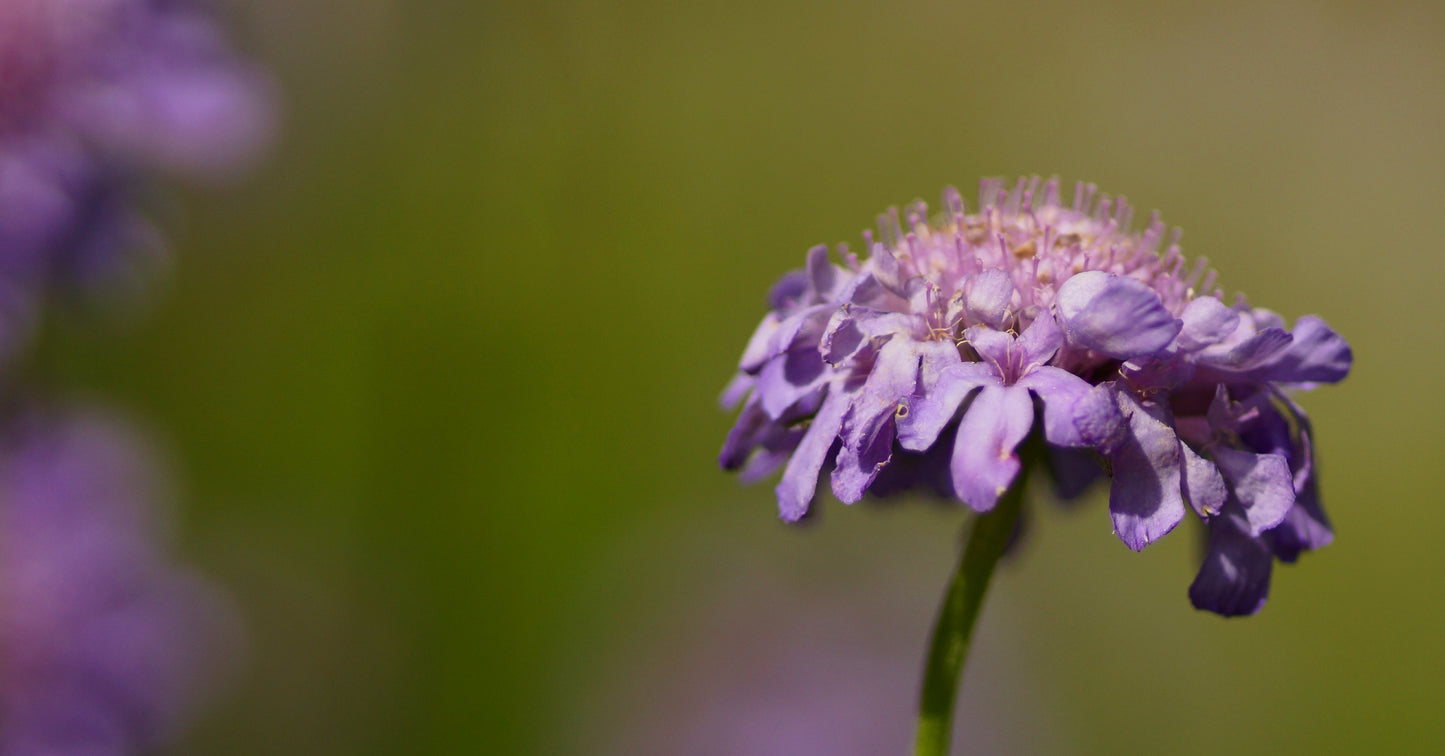 Scabiosa columbaria - Tauben-Skabiose
