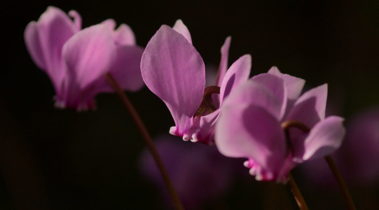 Cyclamen hederifolium - Efeublättriges Alpenveilchen