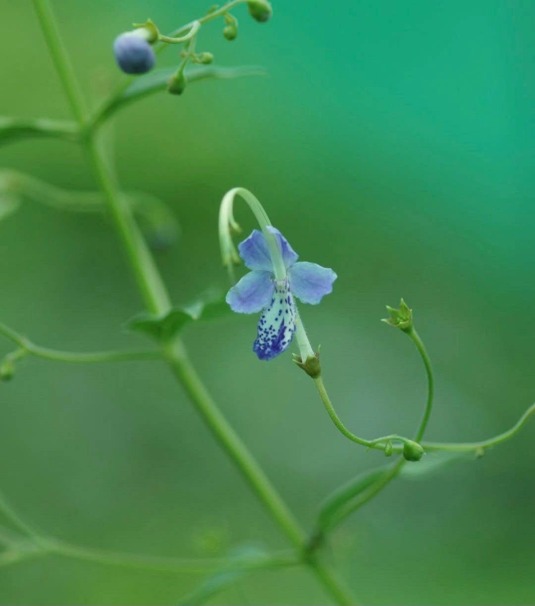 Tripora divaricata - Staudenbartblume