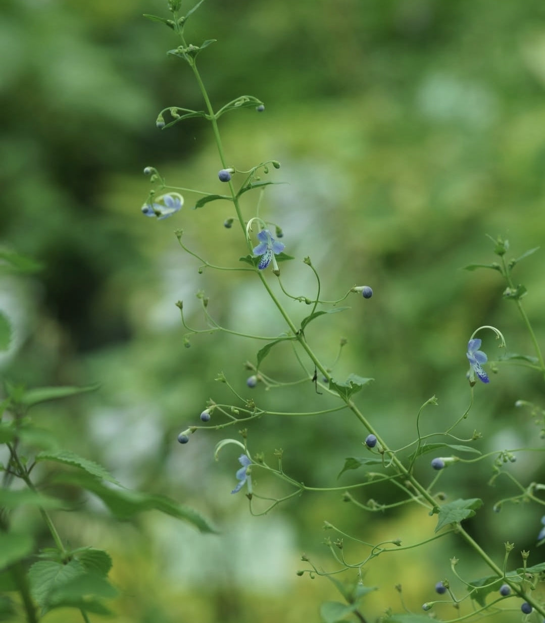 Tripora divaricata - Staudenbartblume
