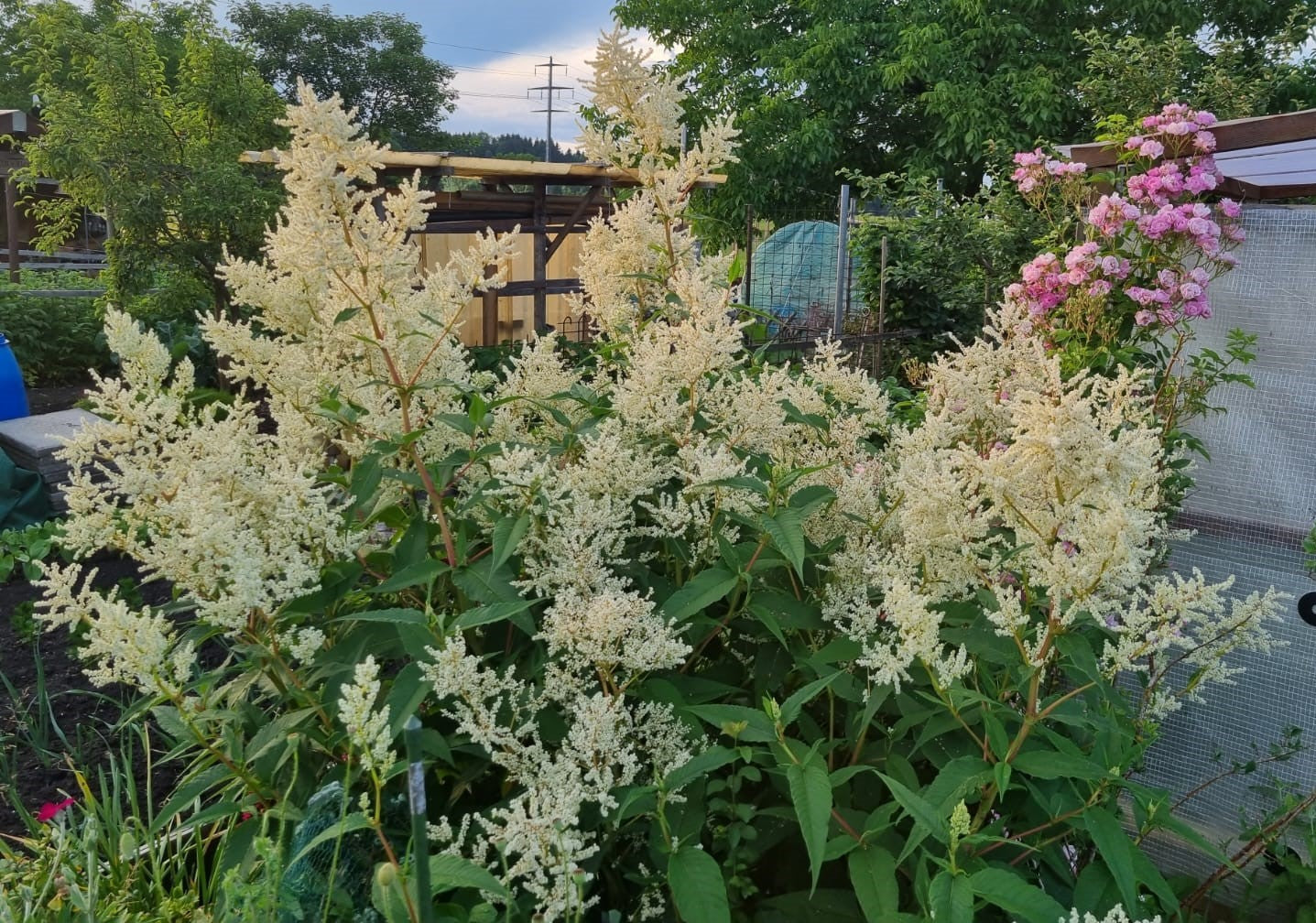 Aconogonon speciosum 'Johanniswolke' - Himalajaknötrich