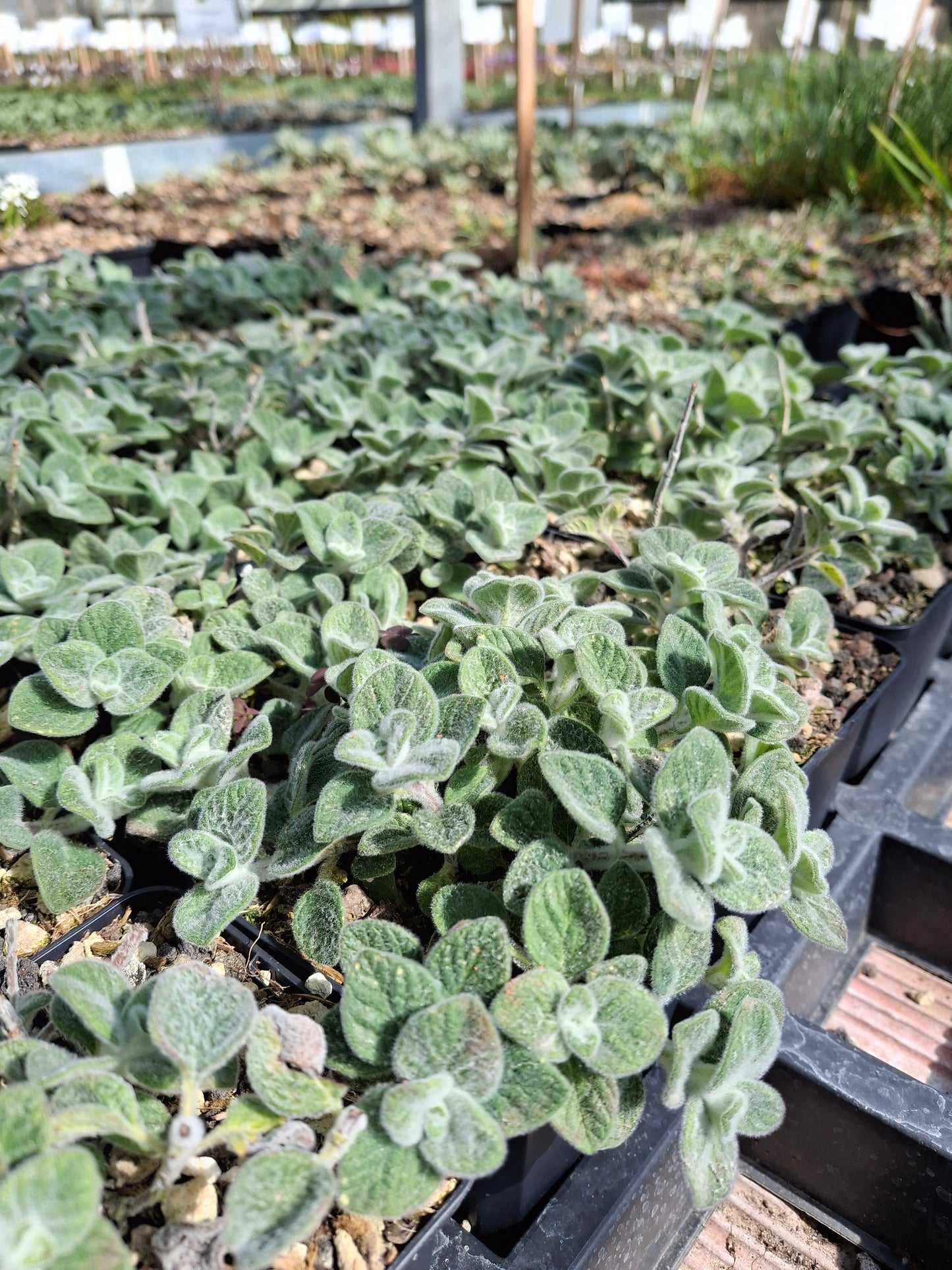 Origanum dictamnus - Diptam-Dost