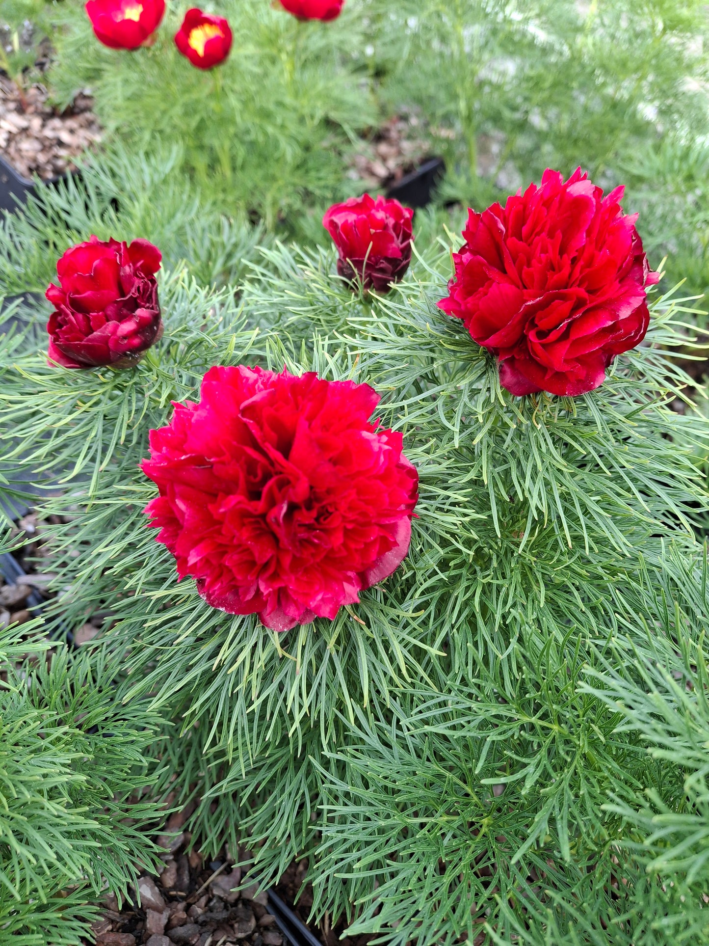 Paeonia tenuifolia 'Rubra Plena' - Gefüllte Netzblatt-Pfingstrose