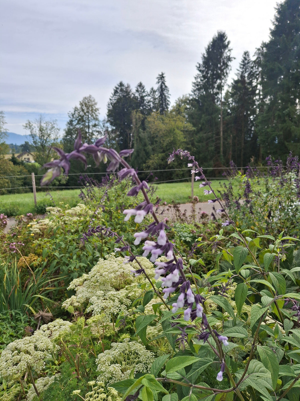Salvia ‘Phyllis Fancy’ - Sommer-Salbei